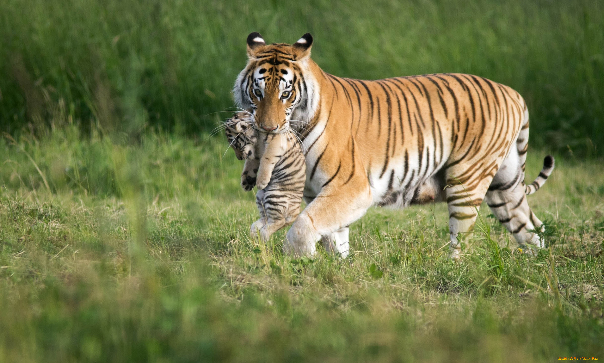 животные, тигры, переноска, малыш, мама, тигренок