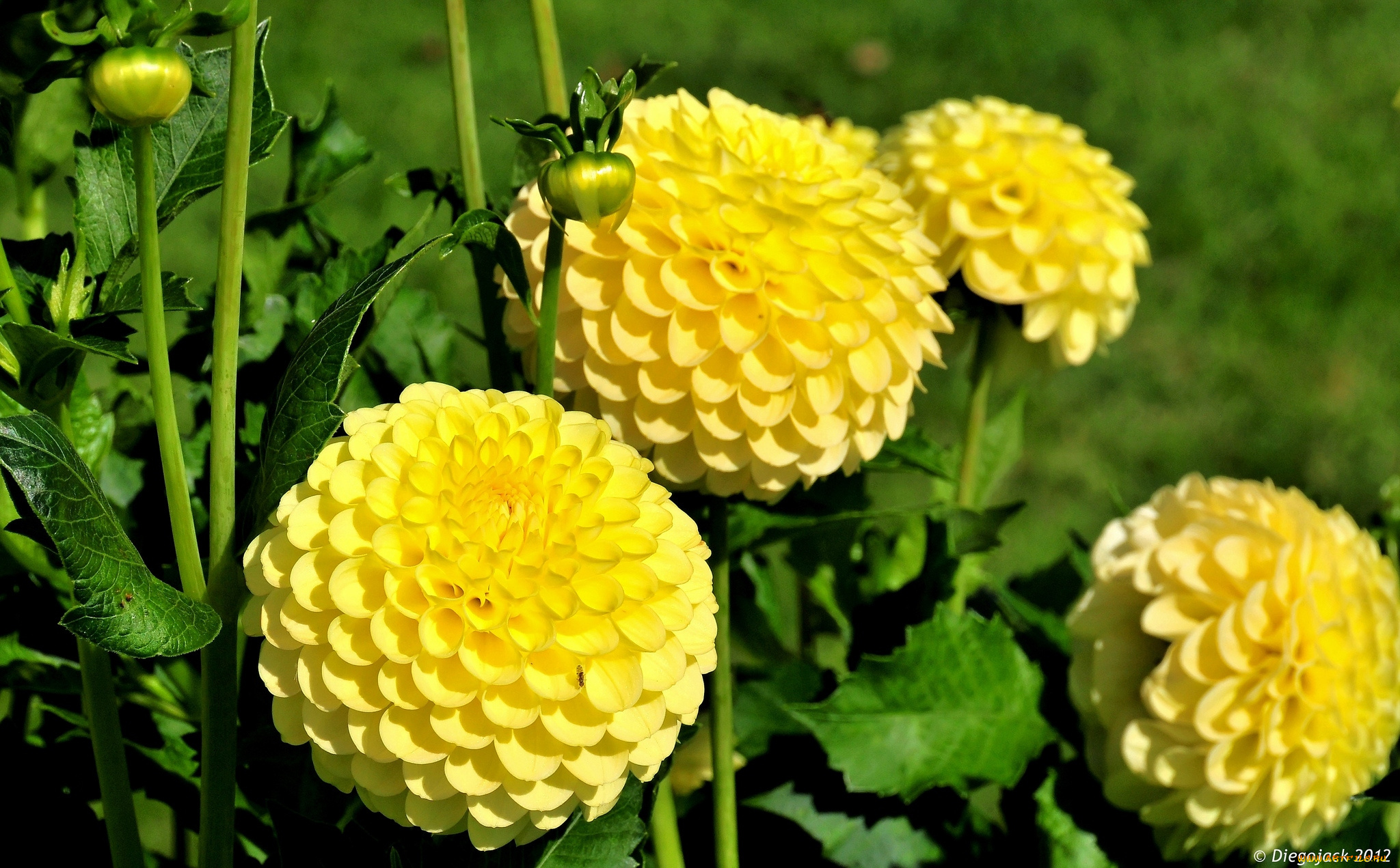 цветы, георгины, круглый, желтый