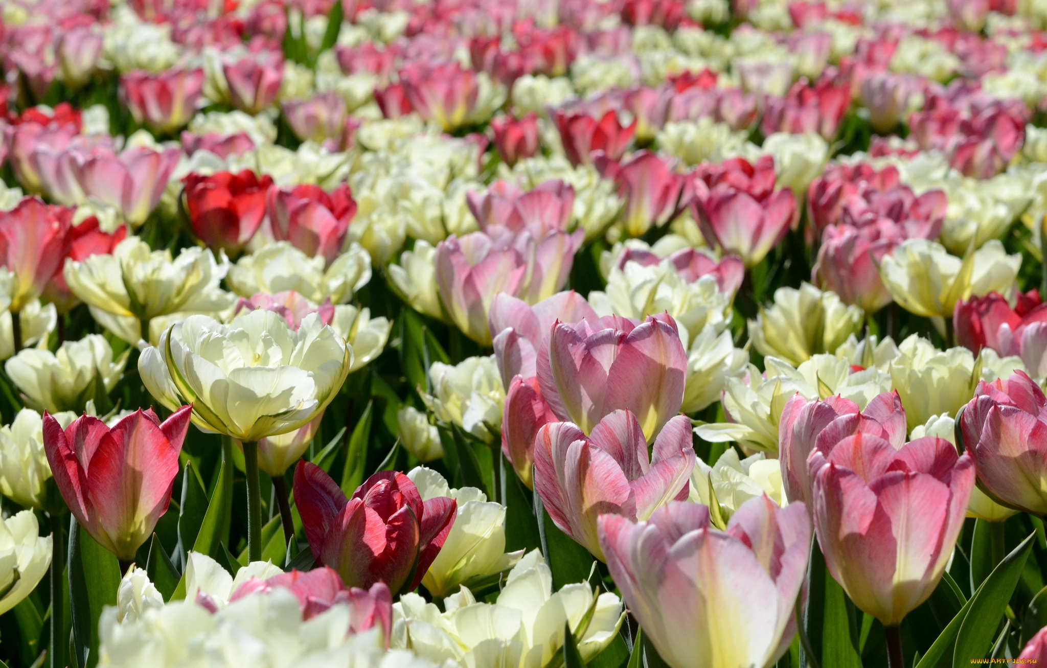 цветы, тюльпаны, пестрый, много