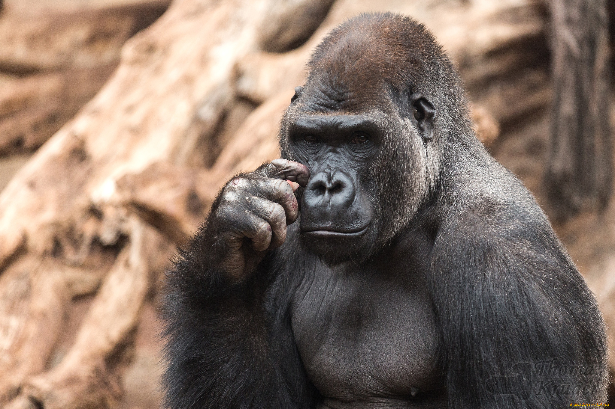 животные, обезьяны, горилла