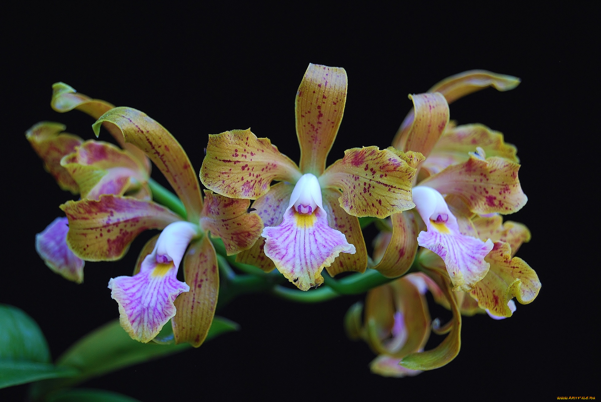 цветы, орхидеи, ветки, экзотика