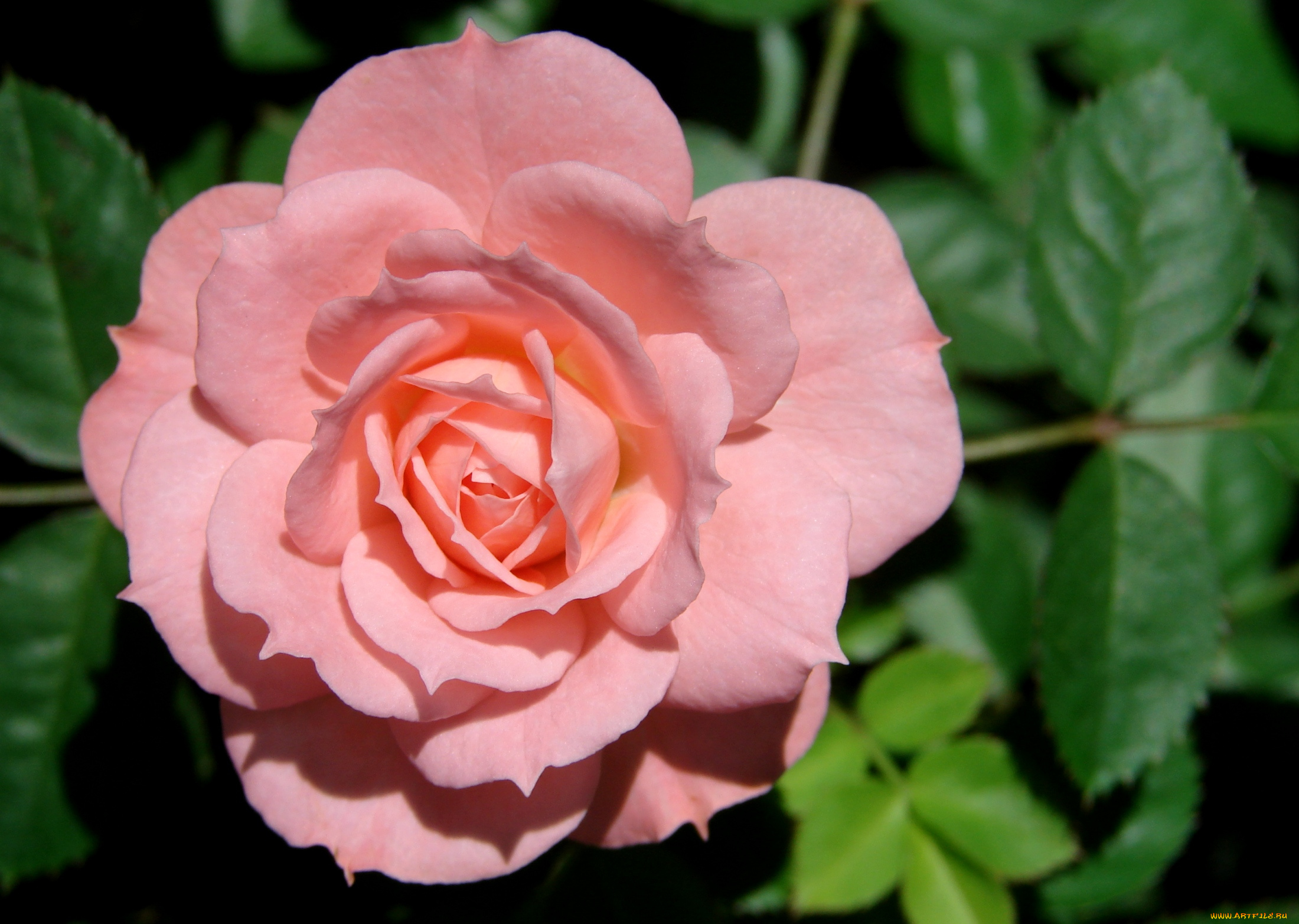 цветы, розы, лепестки, розовый