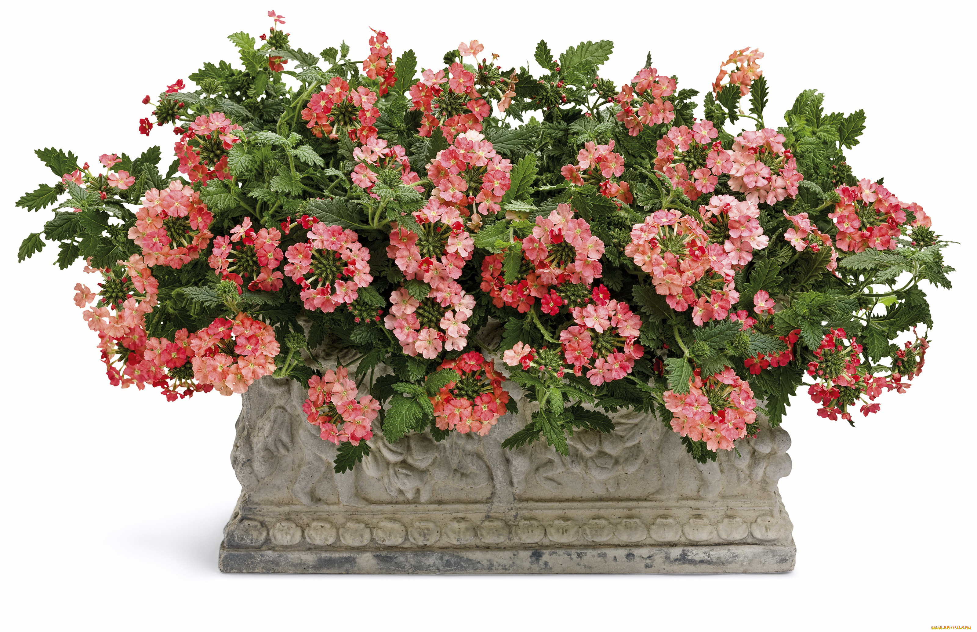 цветы, лантана, вербена, петунья