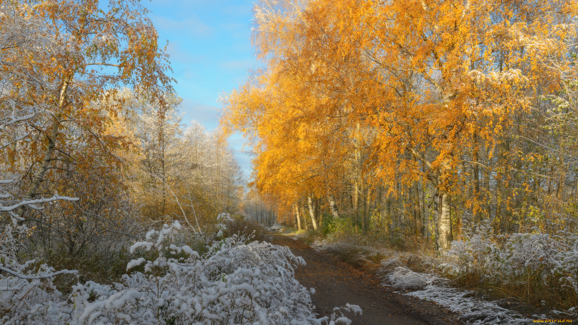 природа, дороги, желтые, листья, деревья, дорога, евгений, цап, первый, снег