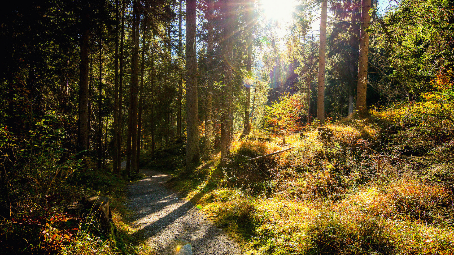 природа, лес, простор