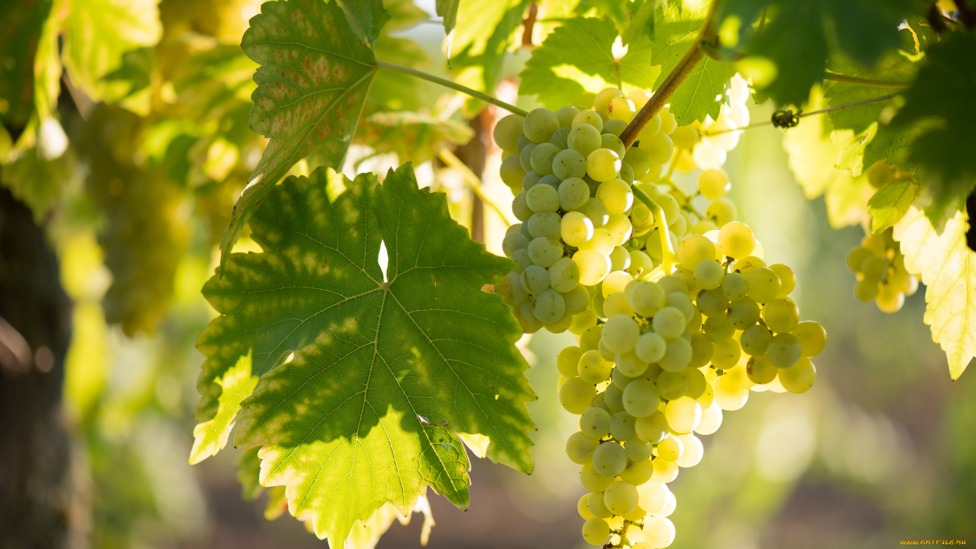 природа, Ягоды, , виноград, виноград, листва, грозди, виноградник, grapes, the, vineyard, leaves