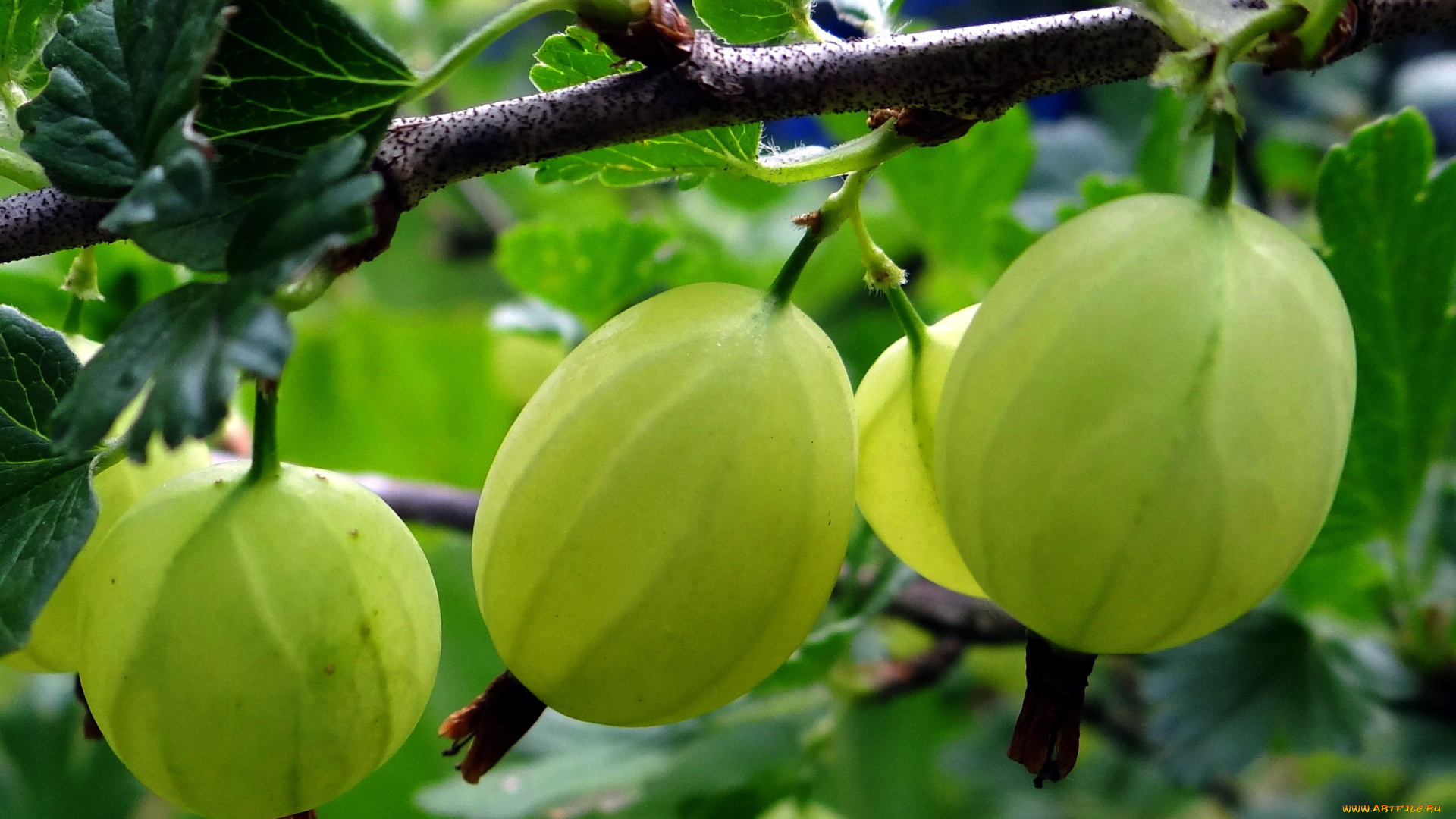 природа, Ягоды, крыжовник