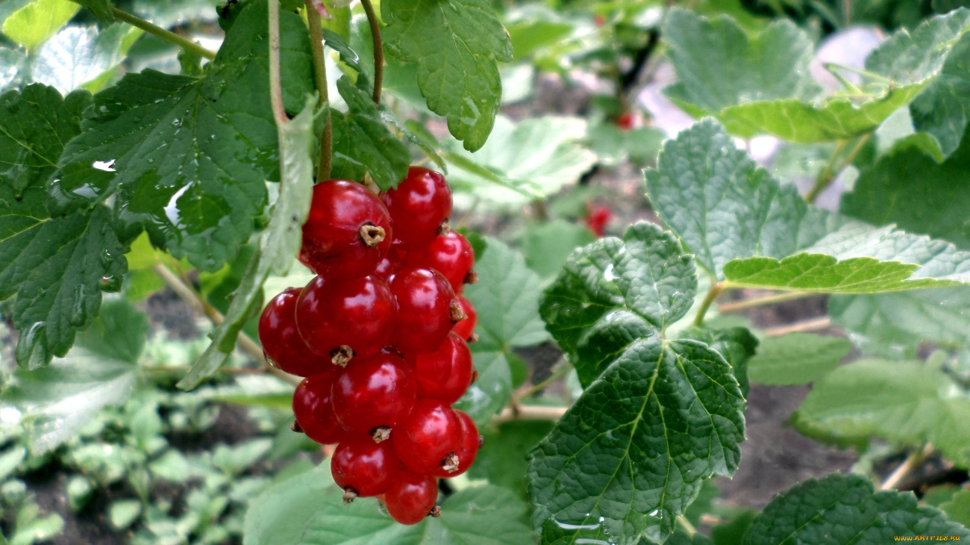 природа, Ягоды, смородина