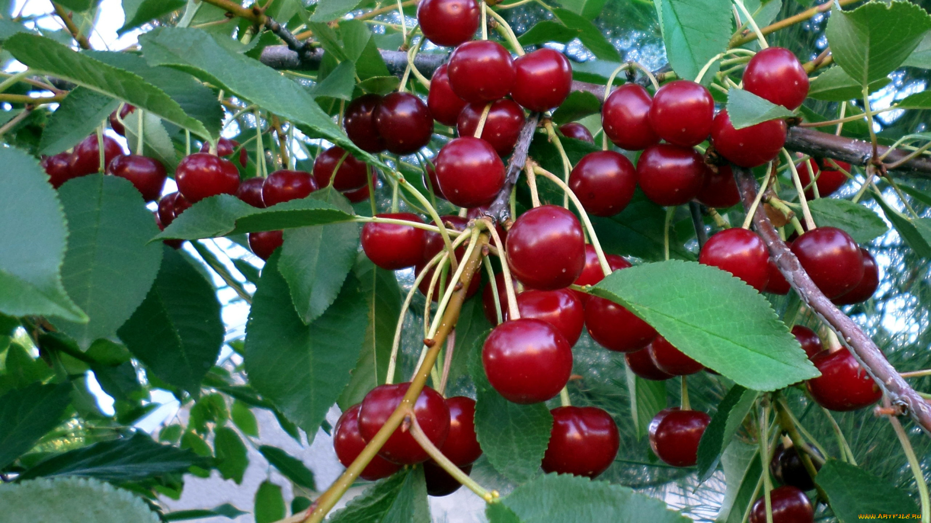 природа, Ягоды, вишня