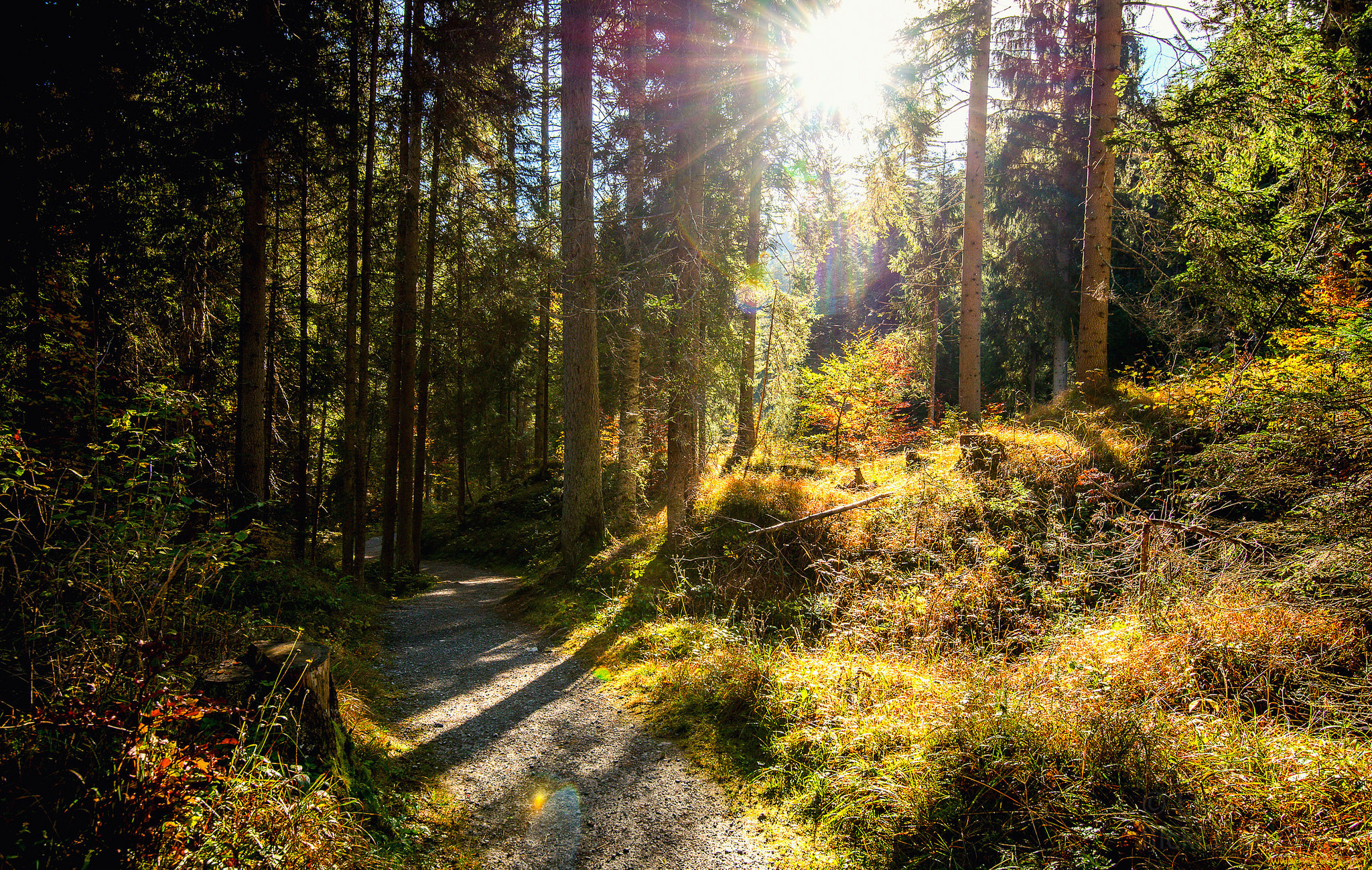 природа, лес, простор