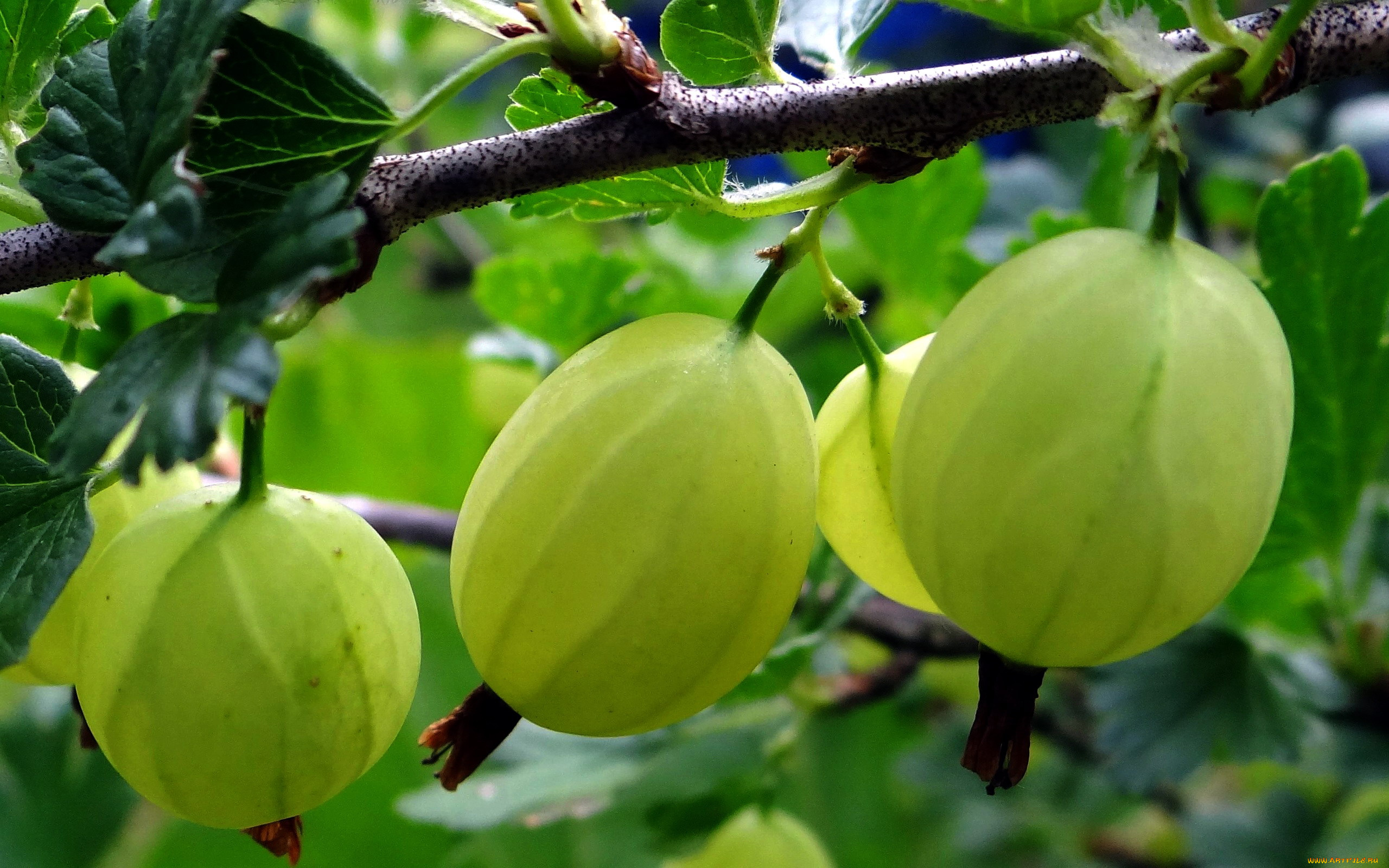 природа, Ягоды, крыжовник