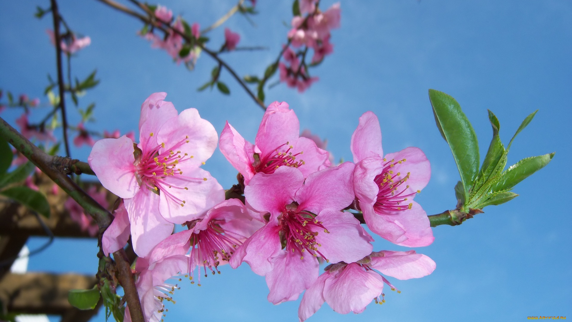 цветы, цветущие, деревья, , , кустарники, персик