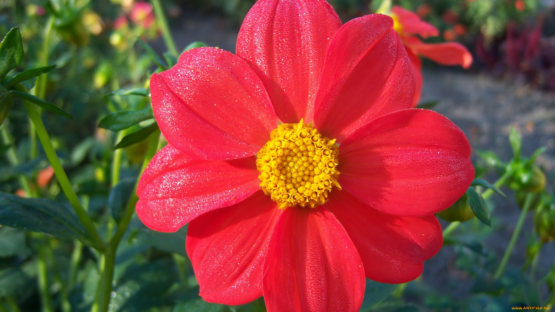 цветы, георгины, георгина