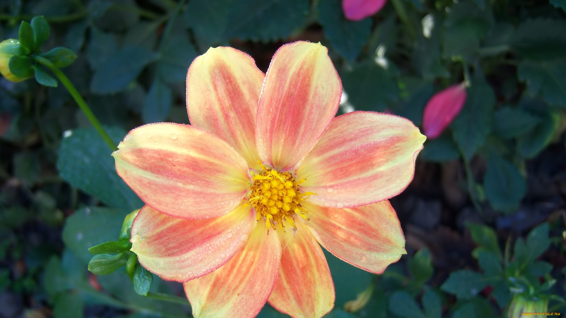 цветы, георгины, георгина