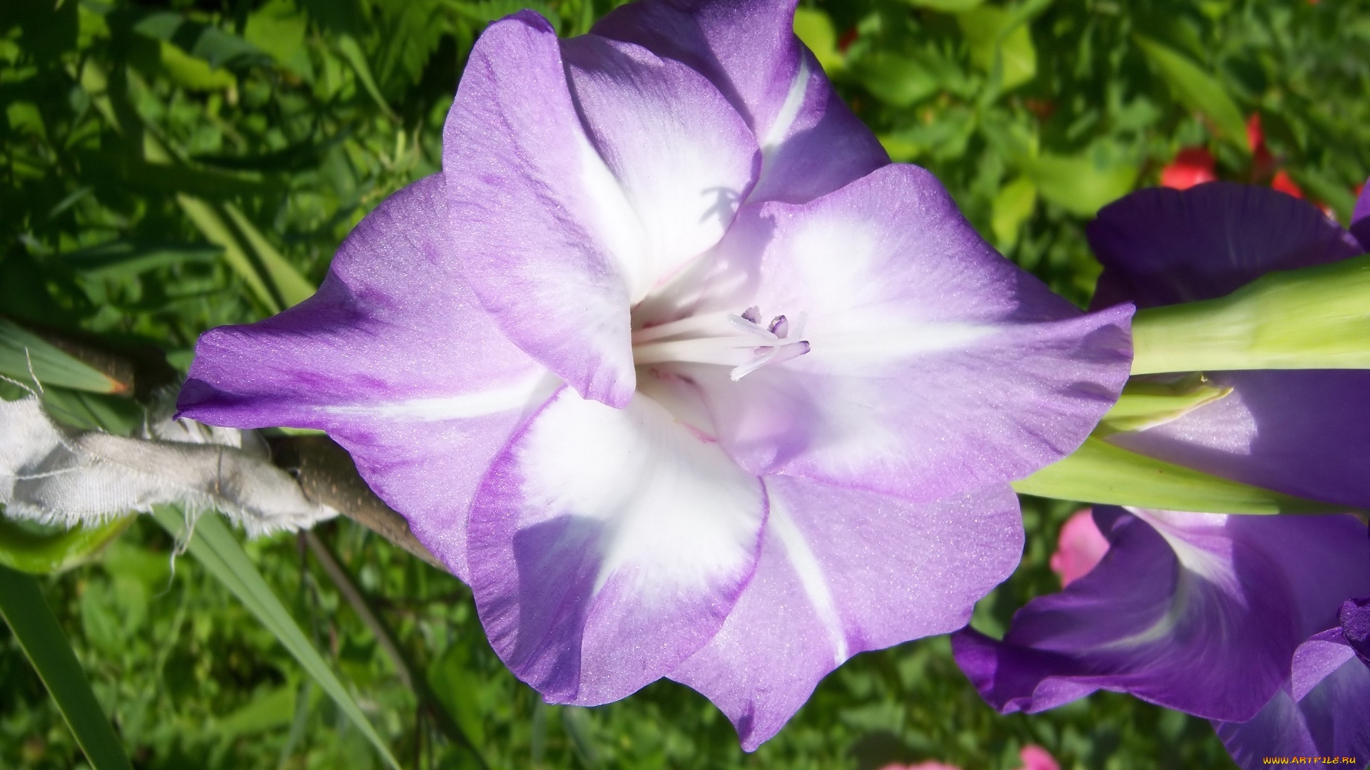 цветы, гладиолусы, фиолетовый