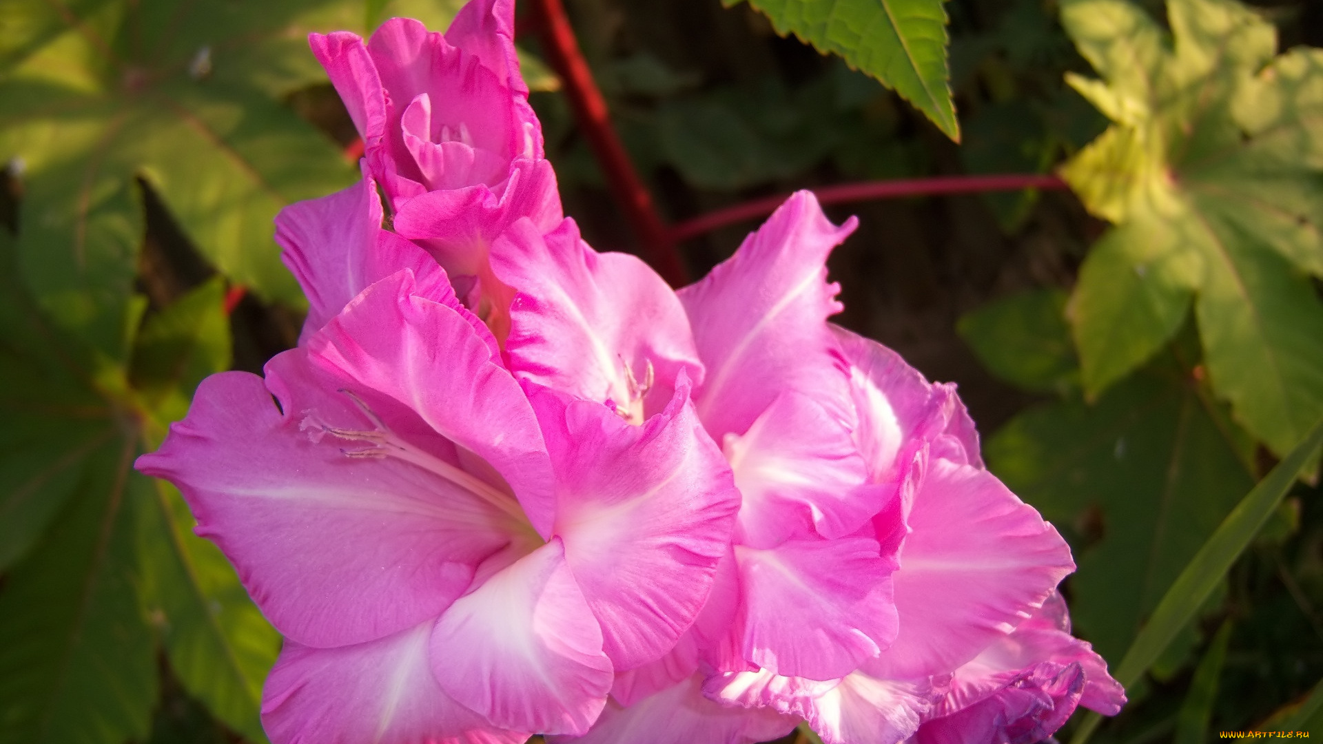 цветы, гладиолусы, розовые