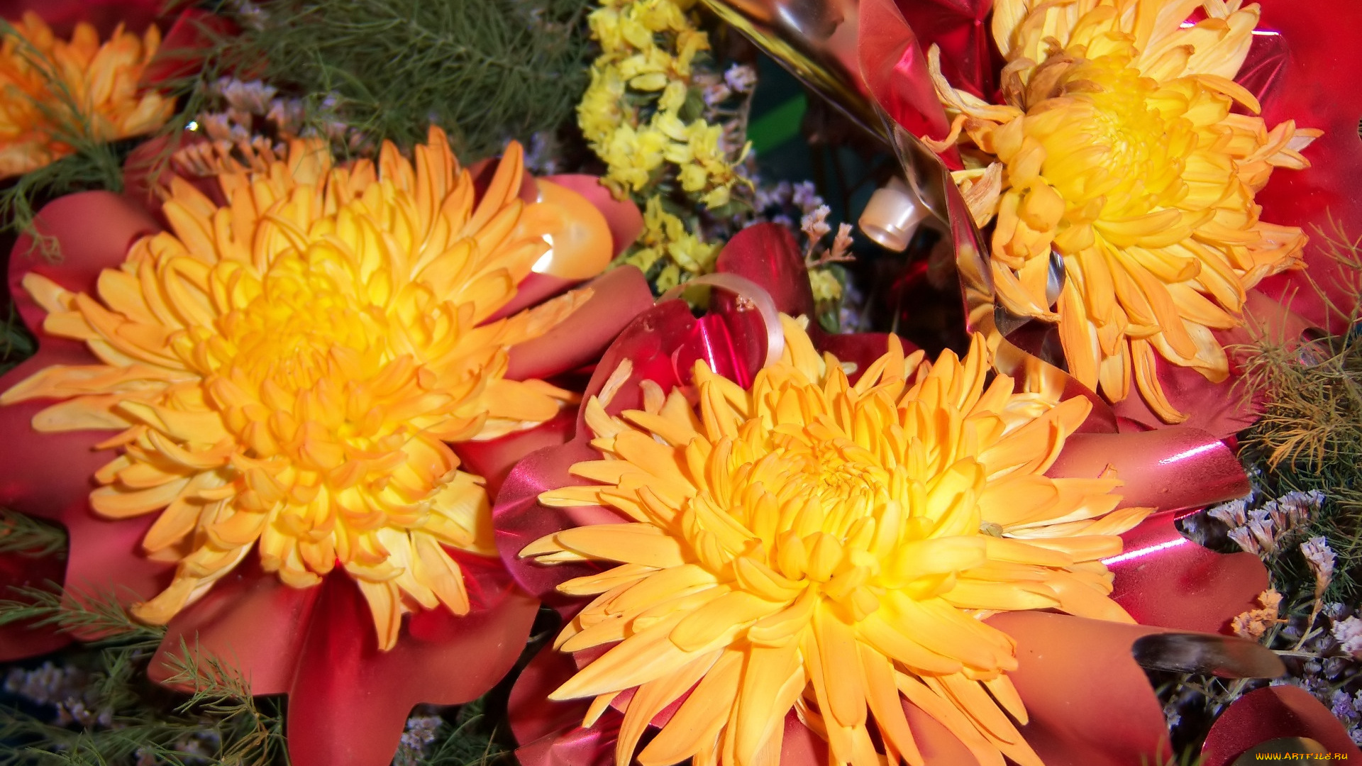 цветы, хризантемы, оранжевые