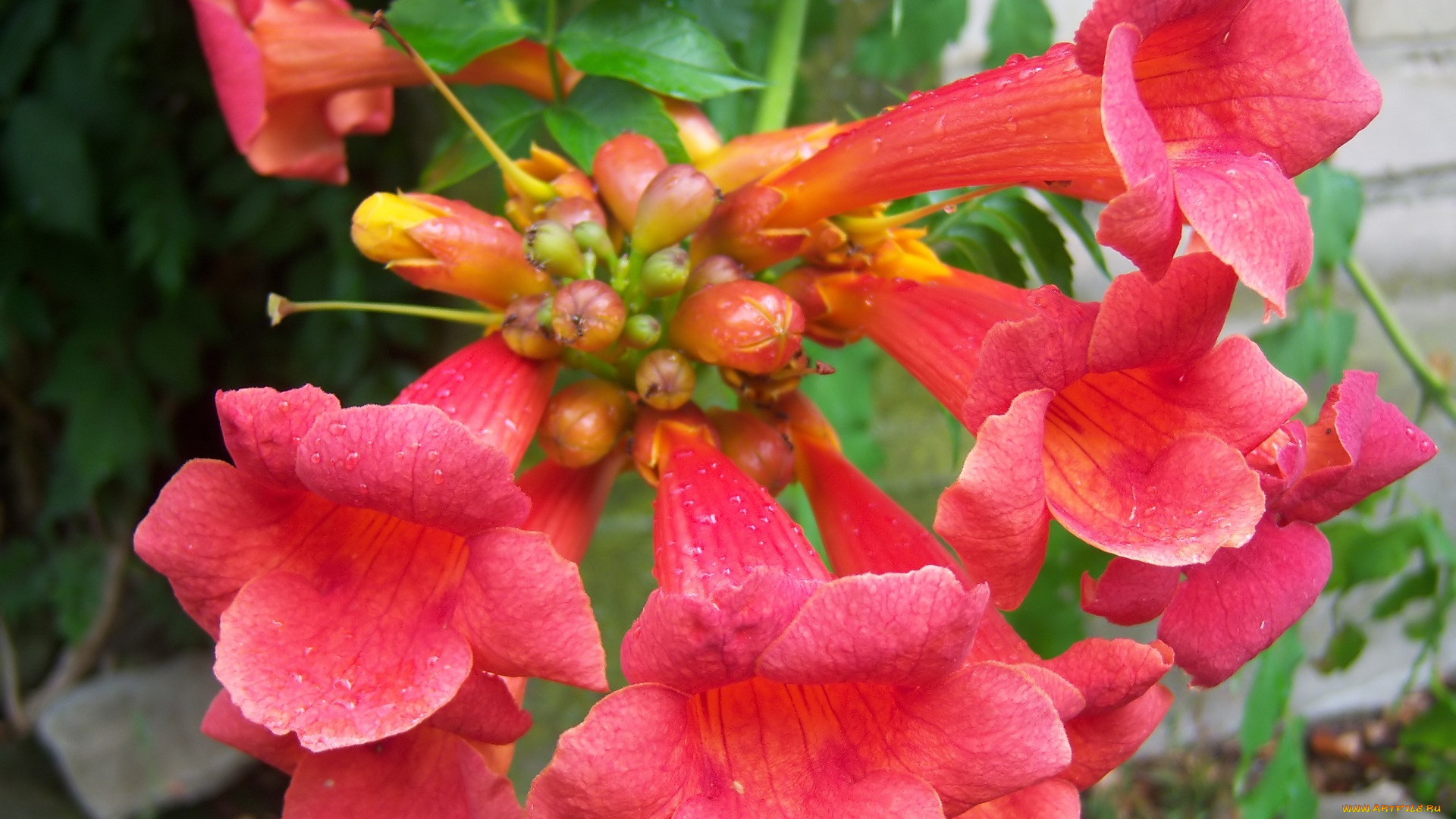 цветы, кампсис, , текома, оранжевые