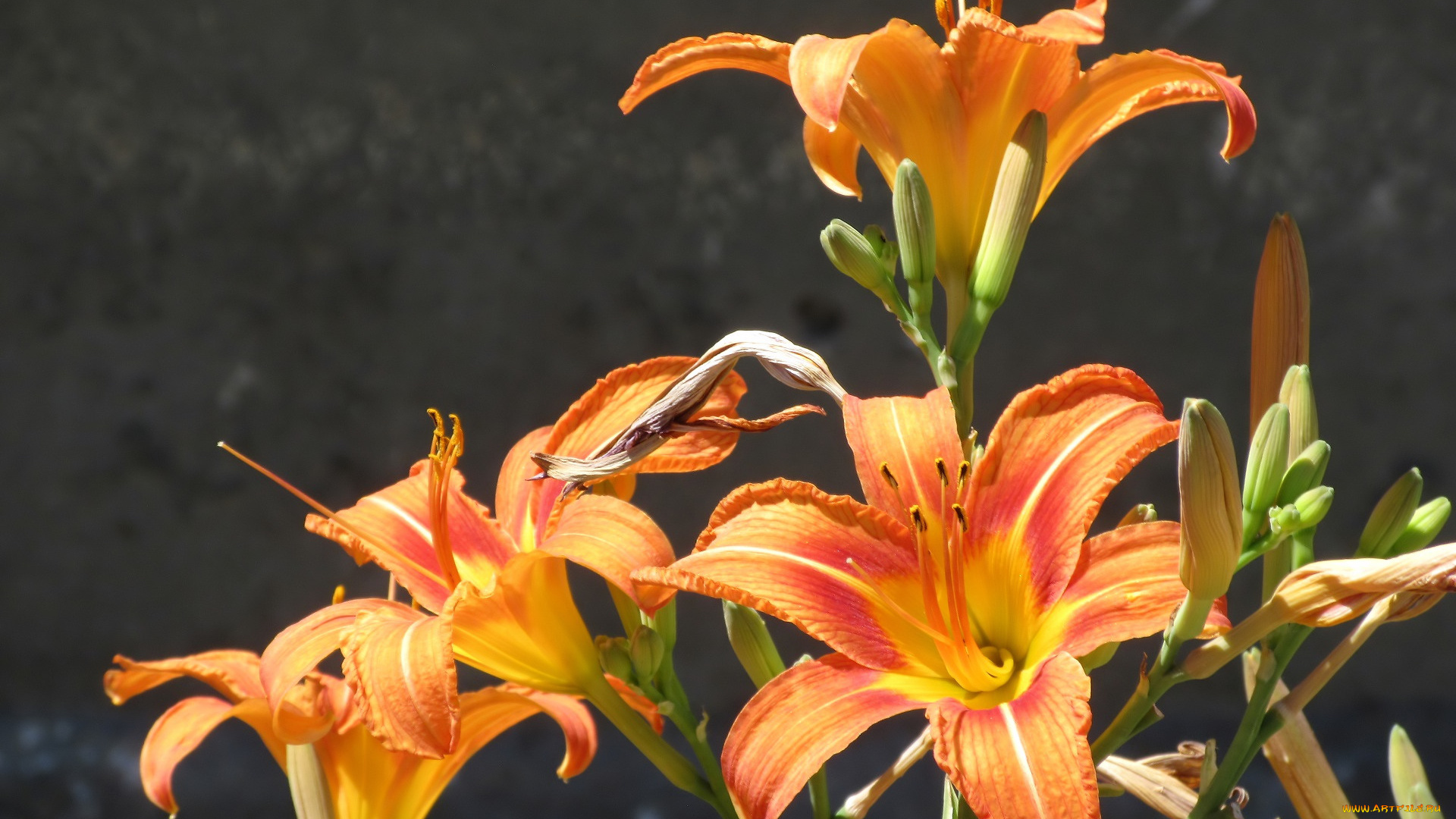 цветы, лилии, , лилейники, лето, 2018