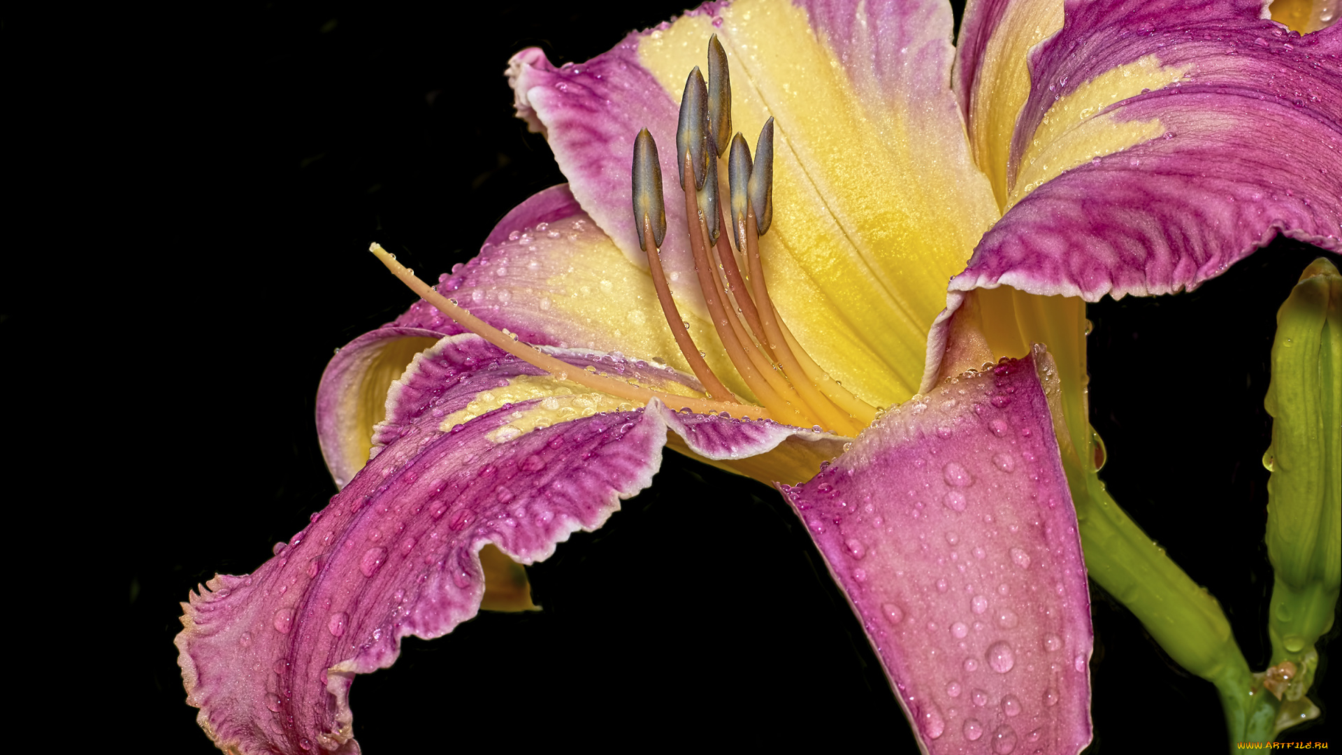 цветы, лилии, , лилейники, лилейник