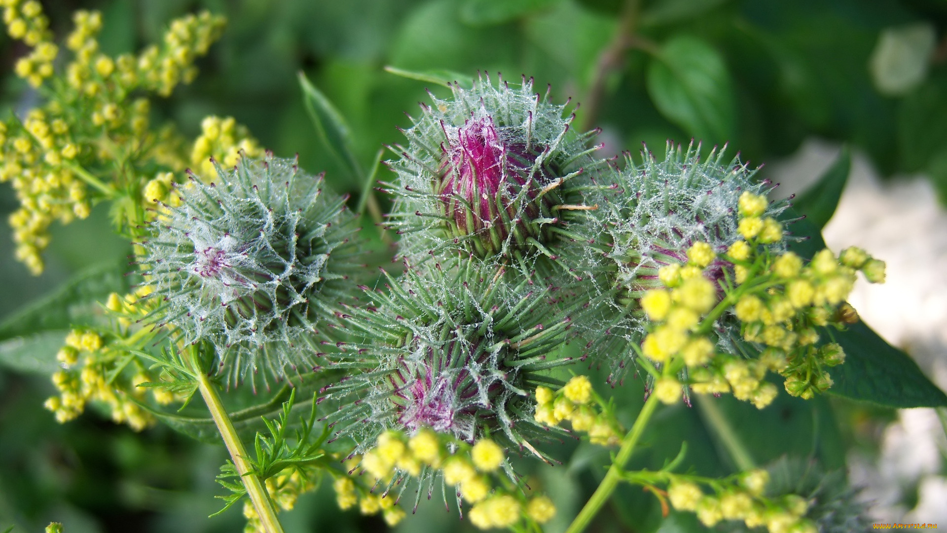 цветы, луговые, , полевые, , цветы, лапух, репей