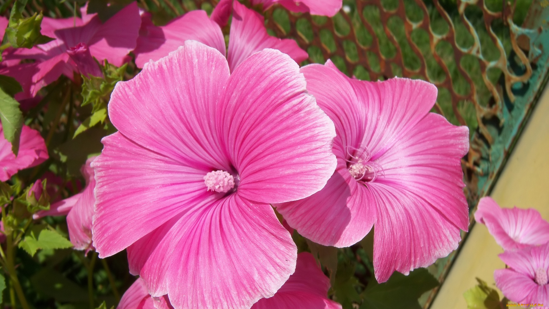 цветы, мальвы, мальва