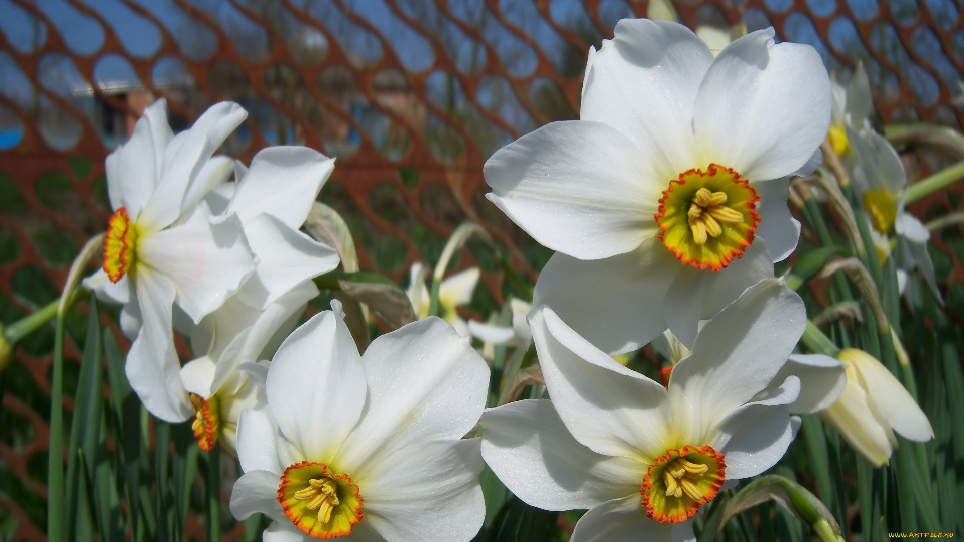 цветы, нарциссы