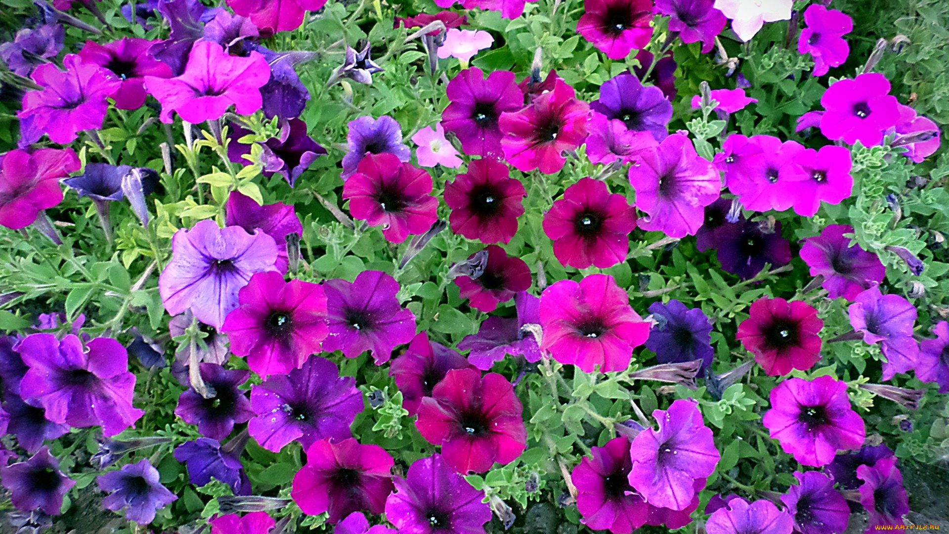 цветы, петунии, , калибрахоа, лепестки, фон