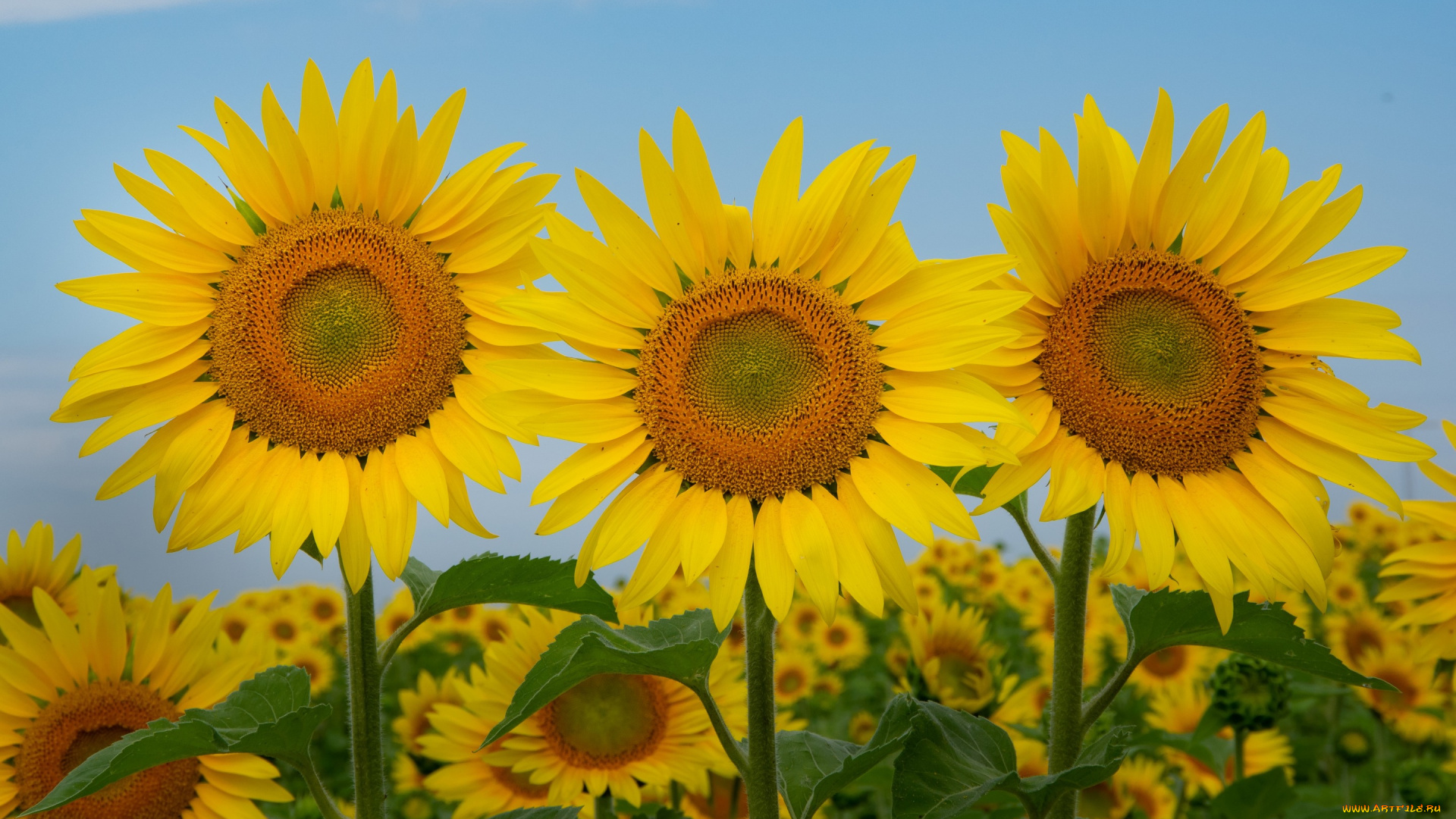 цветы, подсолнухи, солнышки, трио, поле