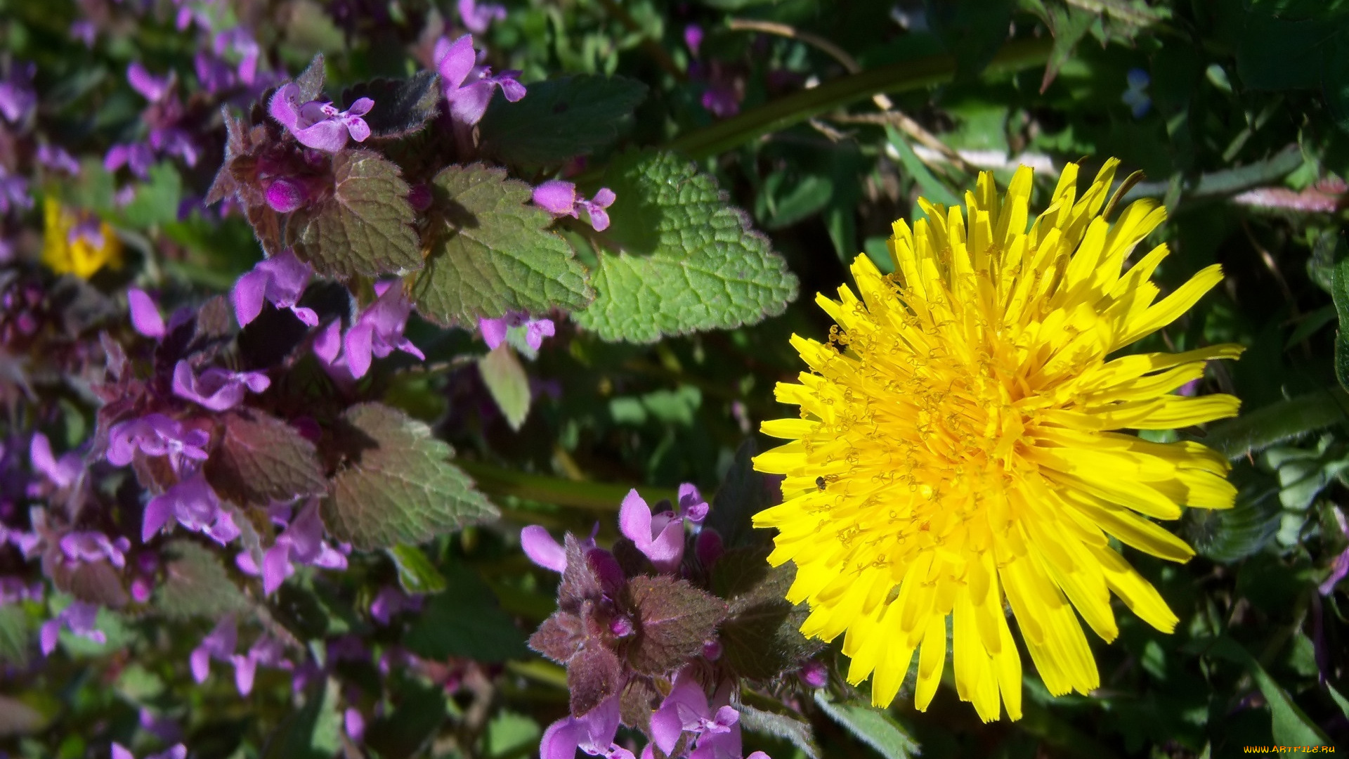 цветы, разные, вместе, луг