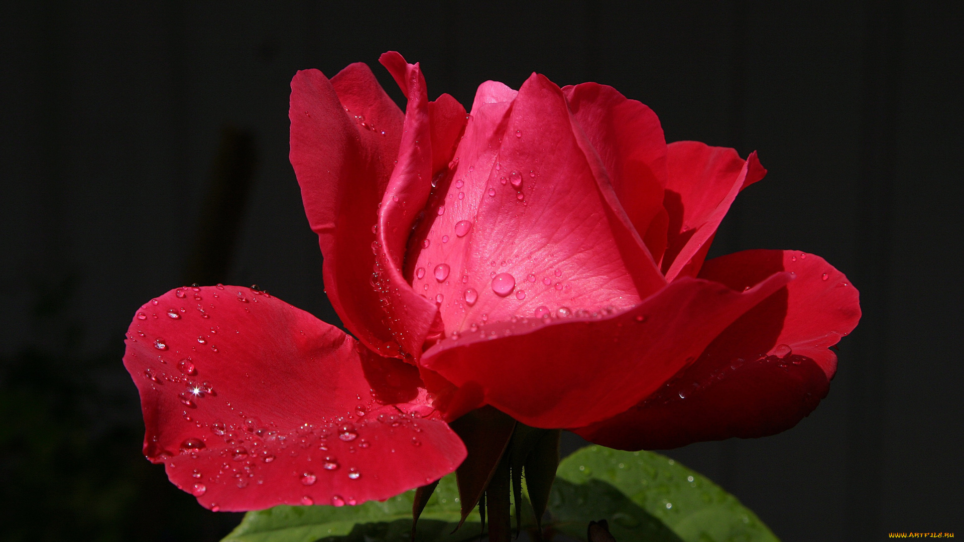 цветы, розы, алая, лепестки, капли, капельки, роса, сияние, фон, роза, бутон, красная, цветок
