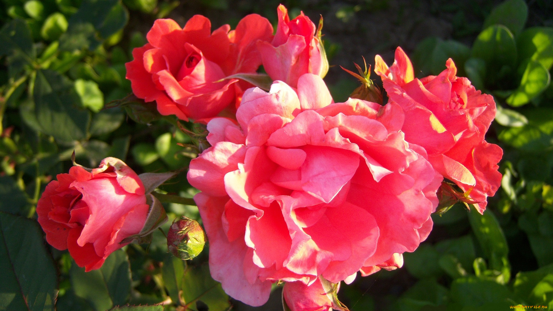 цветы, розы, красные