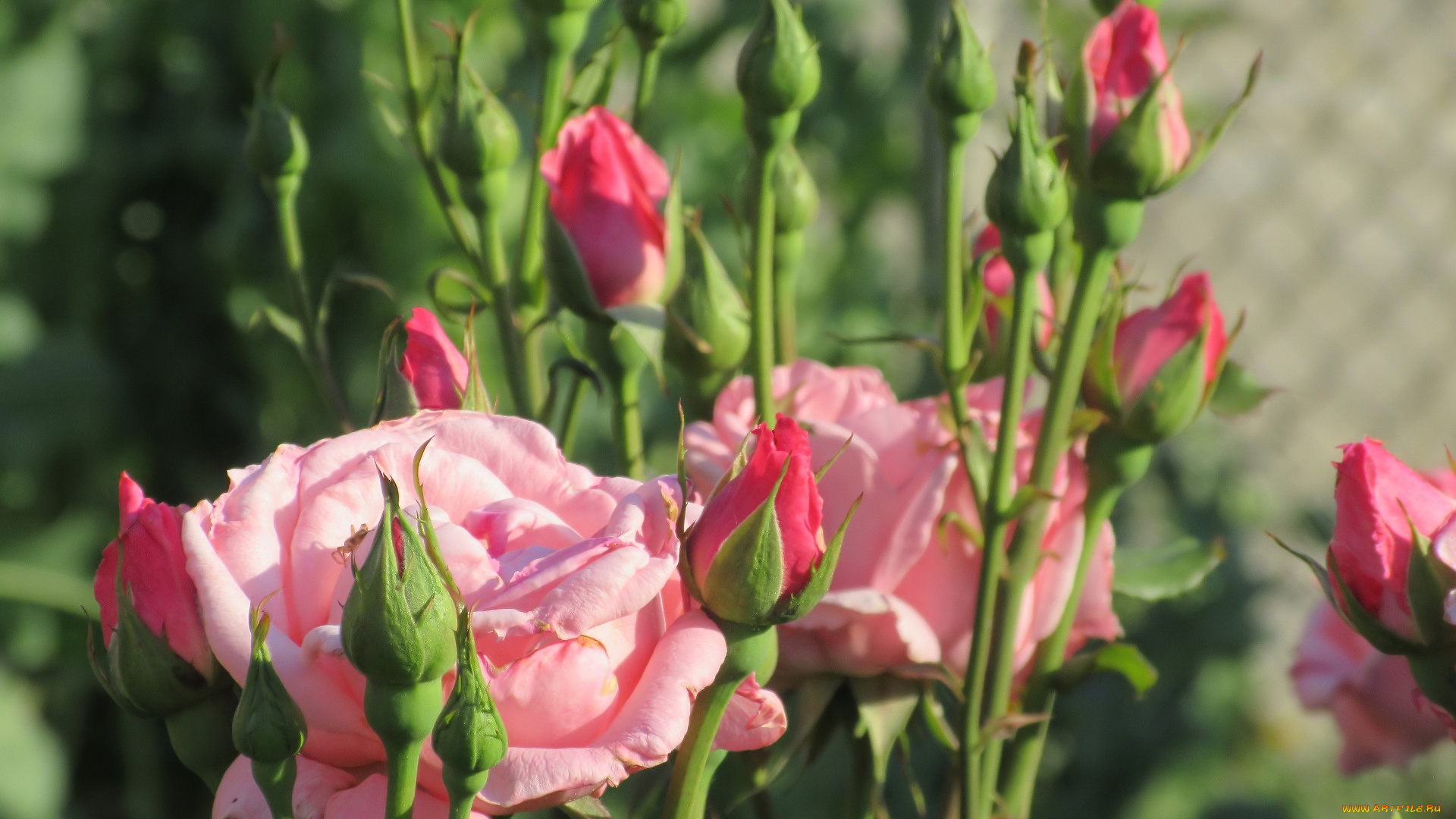 цветы, розы, лето, 2018