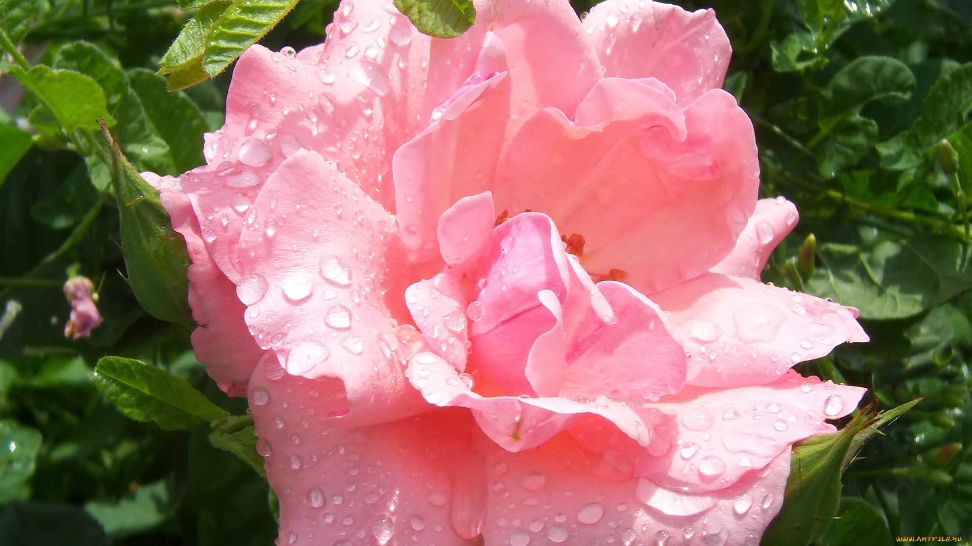 цветы, розы, роза