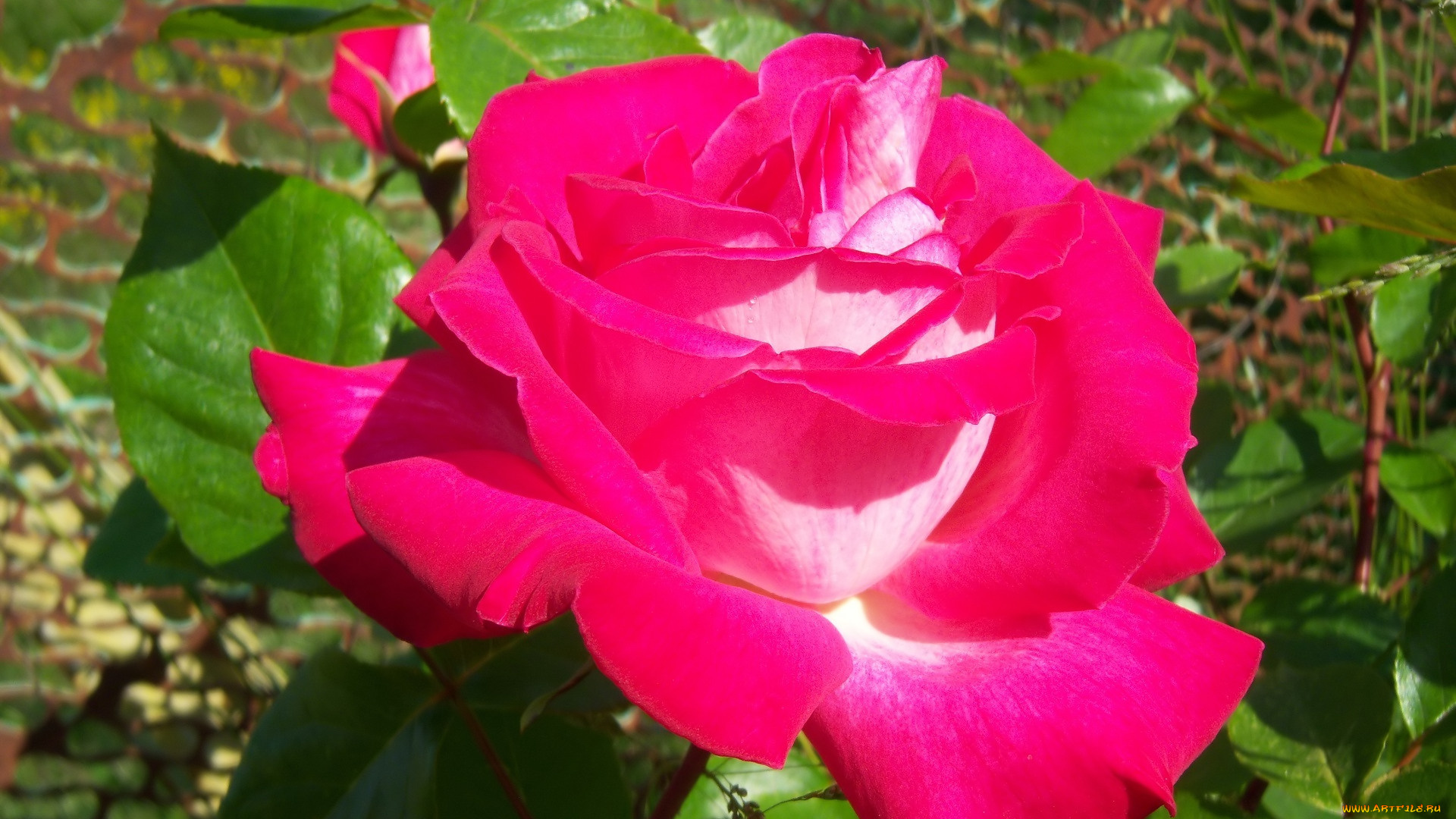 цветы, розы, роза