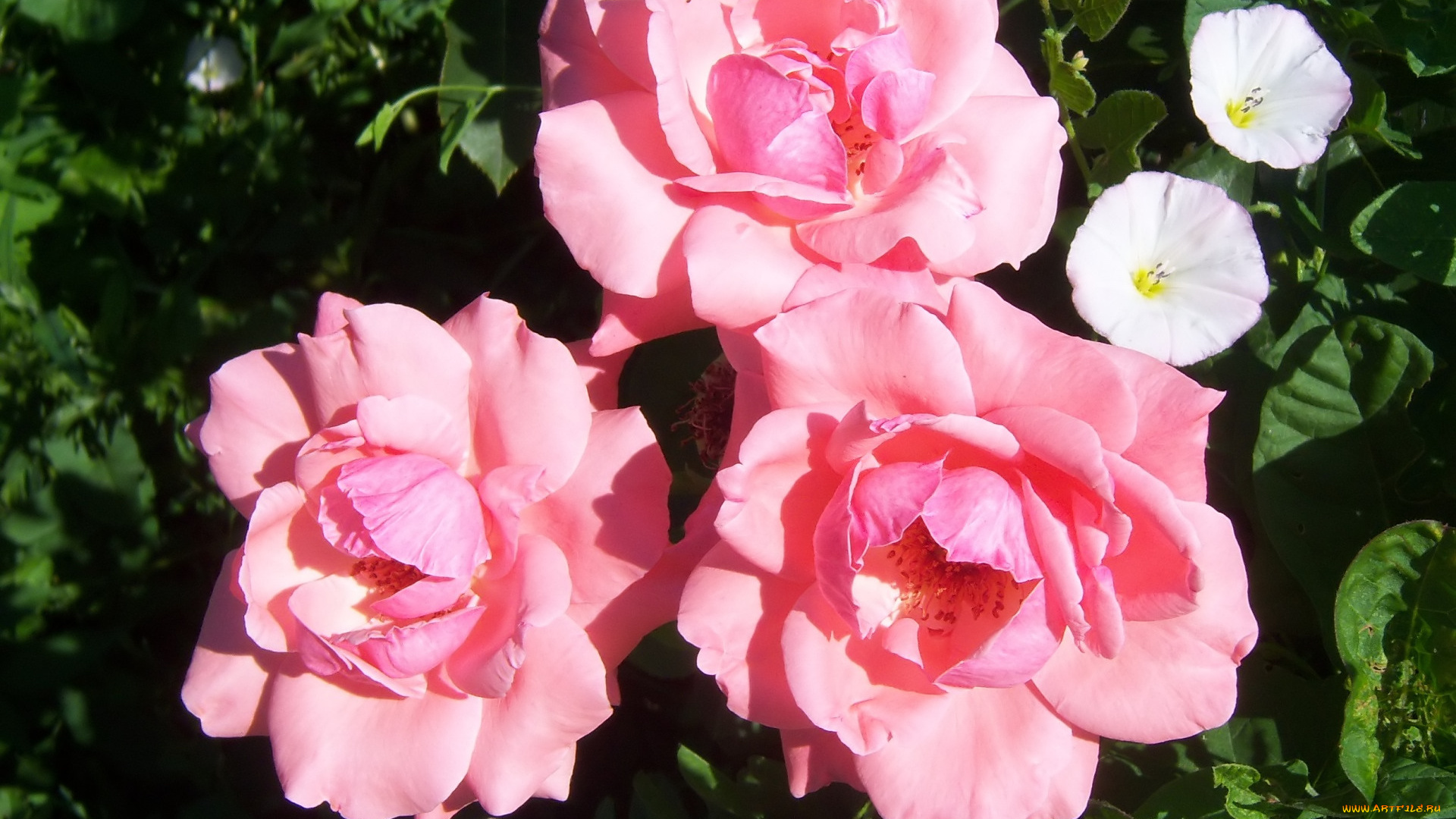 цветы, розы, трио