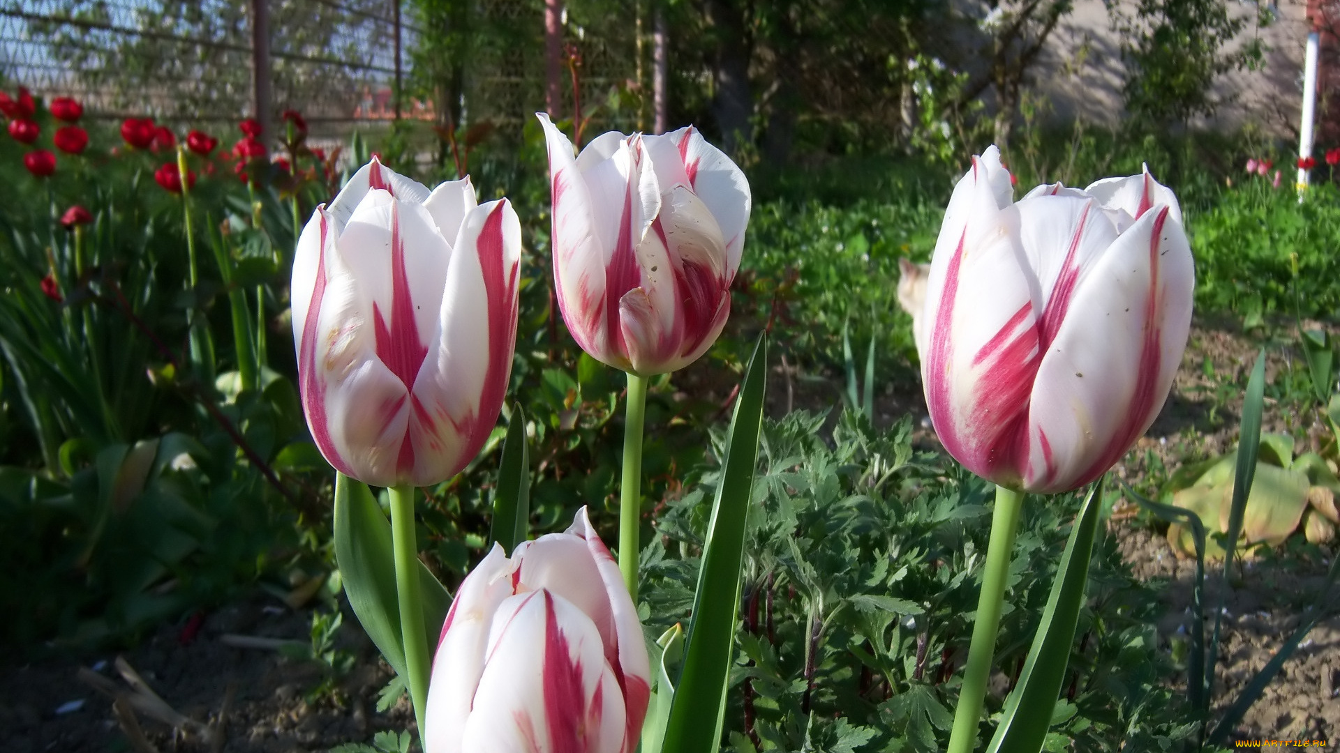 цветы, тюльпаны