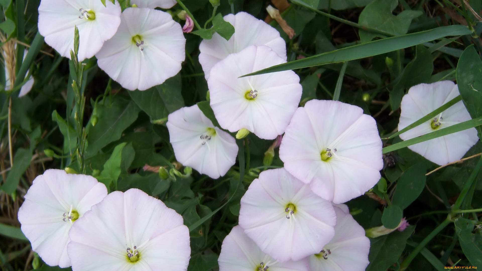 цветы, вьюнки, , ипомеи, берёзка