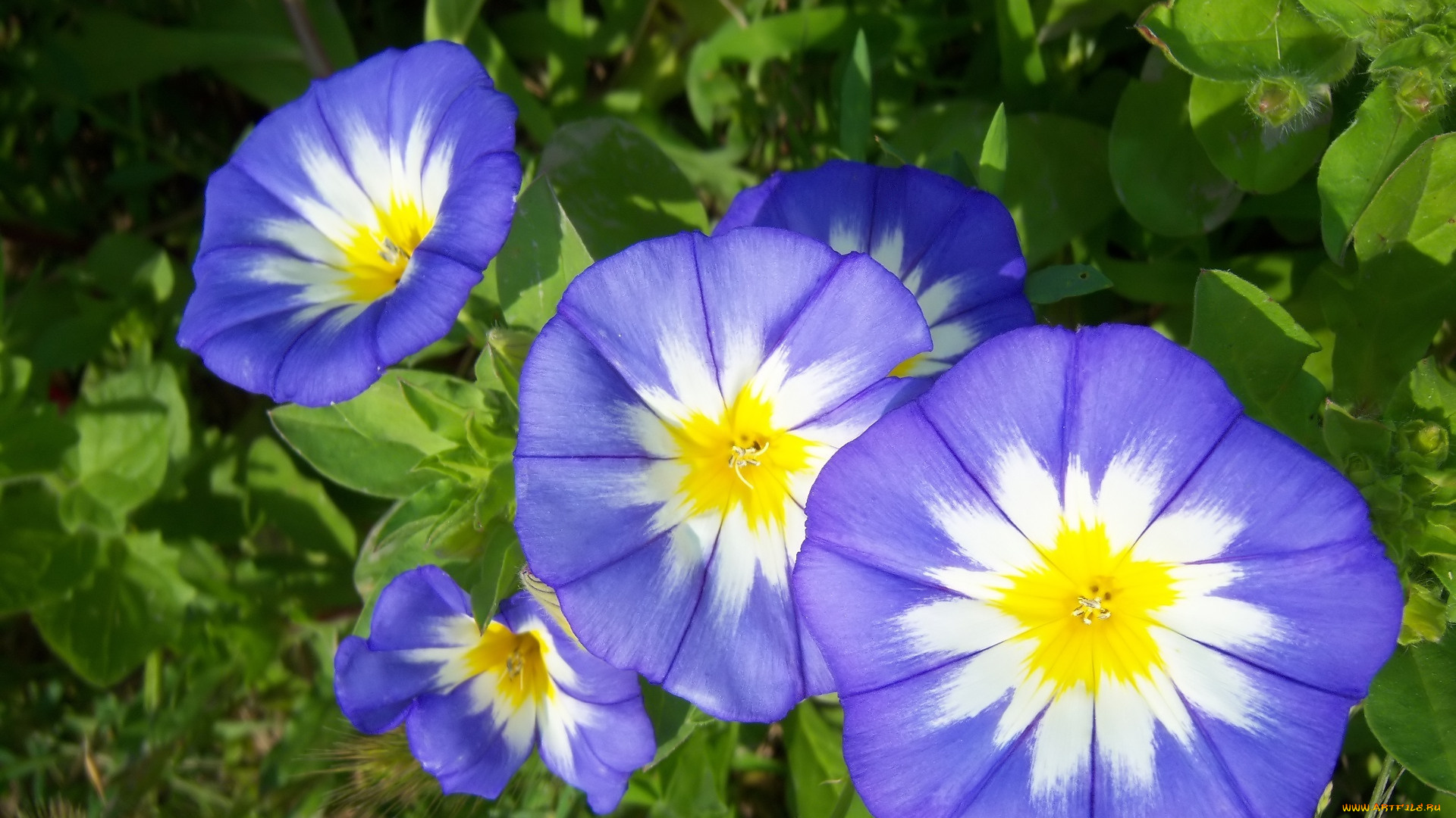 цветы, вьюнки, , ипомеи, вьюнок