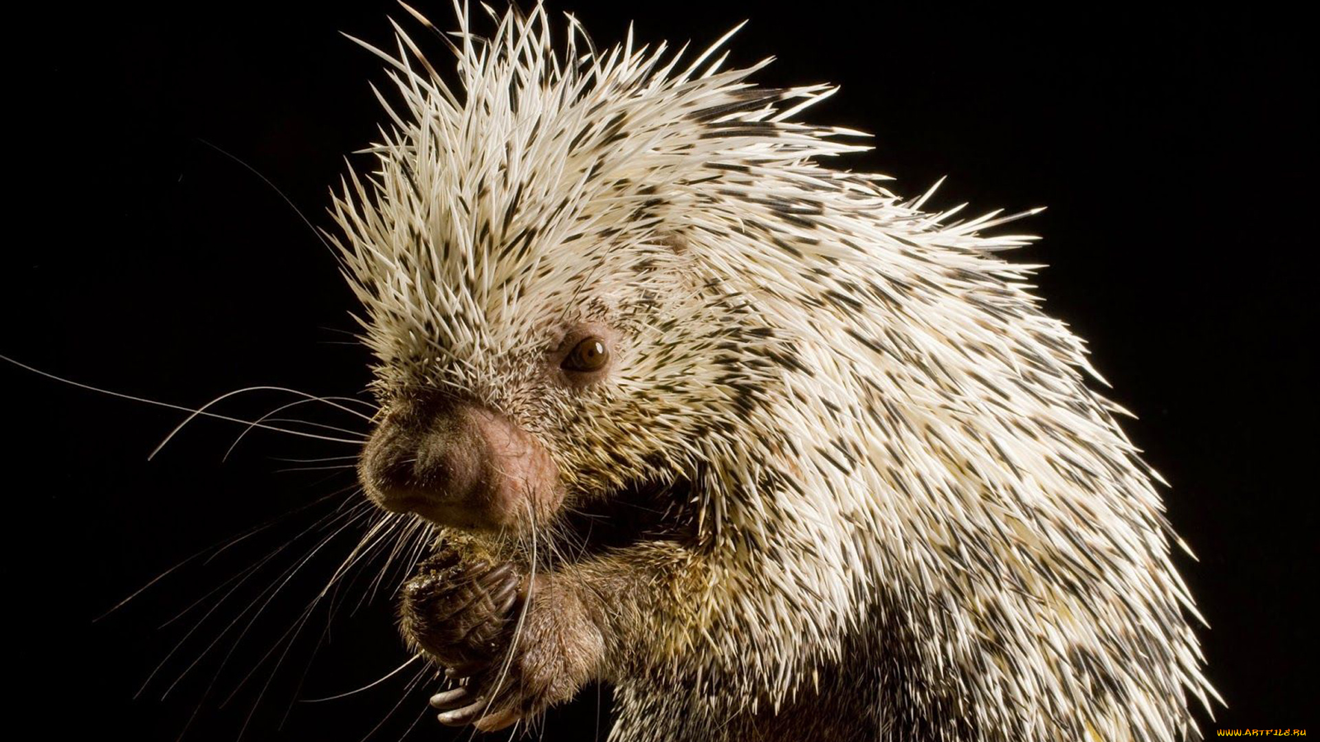 мексиканский, карликовый, дикобраз, животные, дикобразы, малыш, дикобраз, мексика, карликовый, колючий, иголки, мордочка