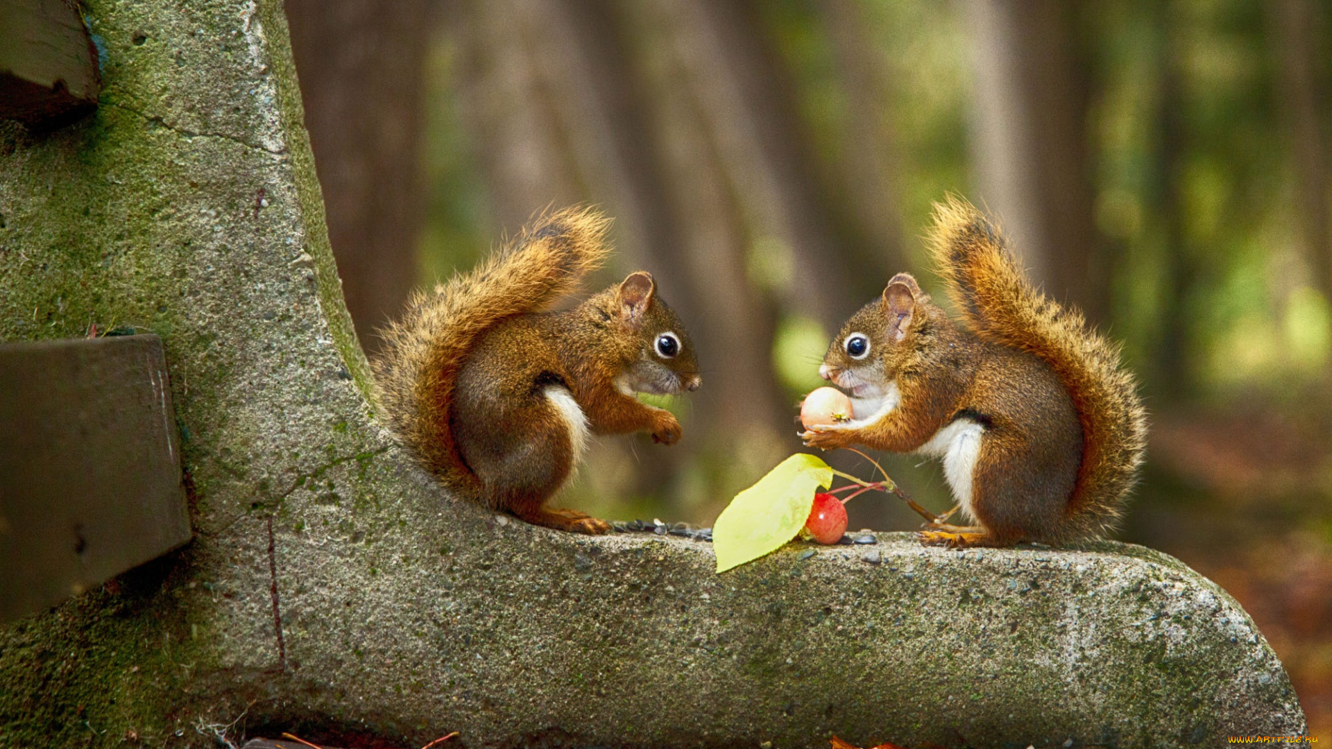 животные, белки, на, скамейке, две, размытый, задний, фон