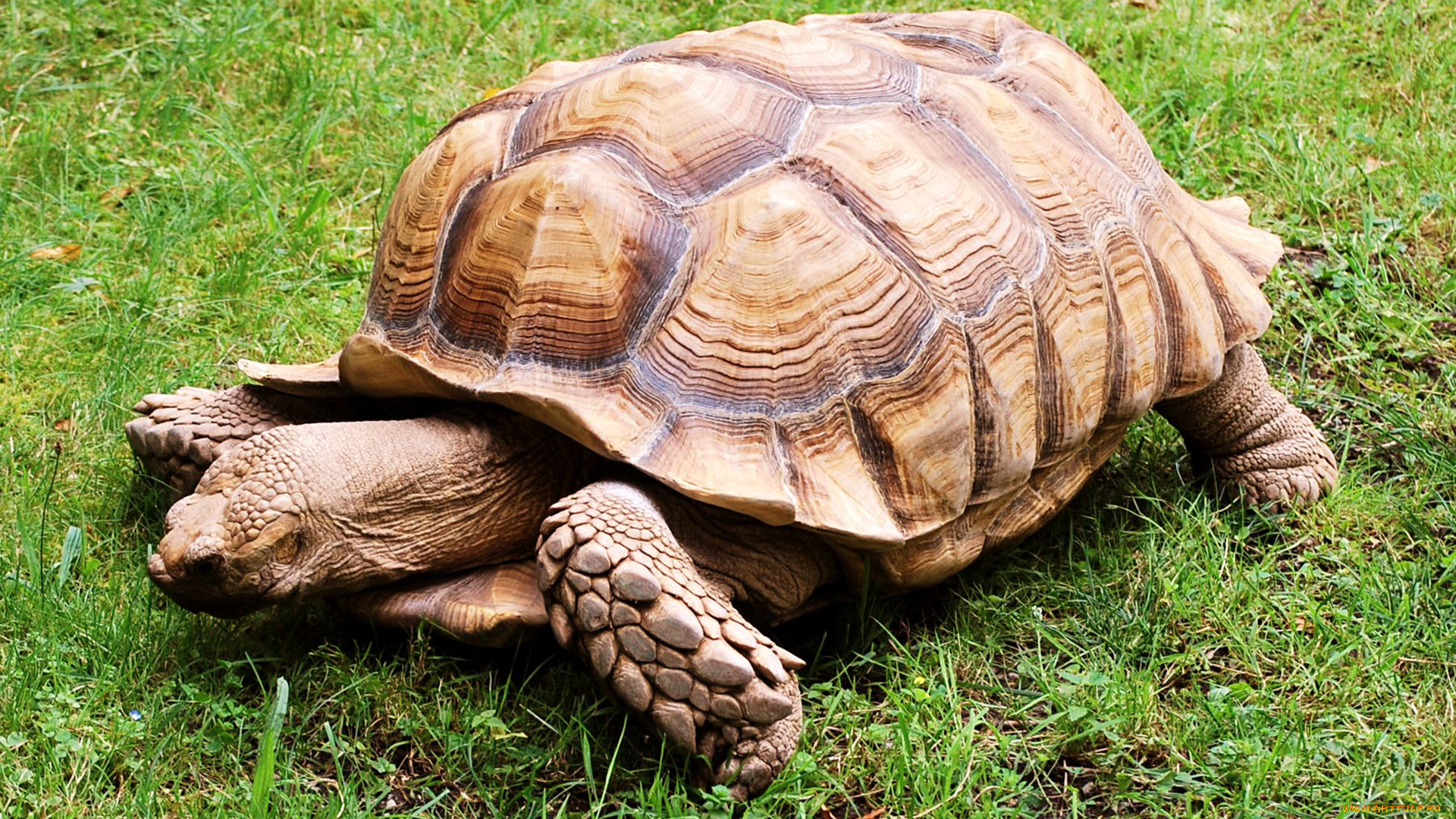 животные, Черепахи, Черепаха, пресмыкающиеся, ползёт, панцирь, хордовые