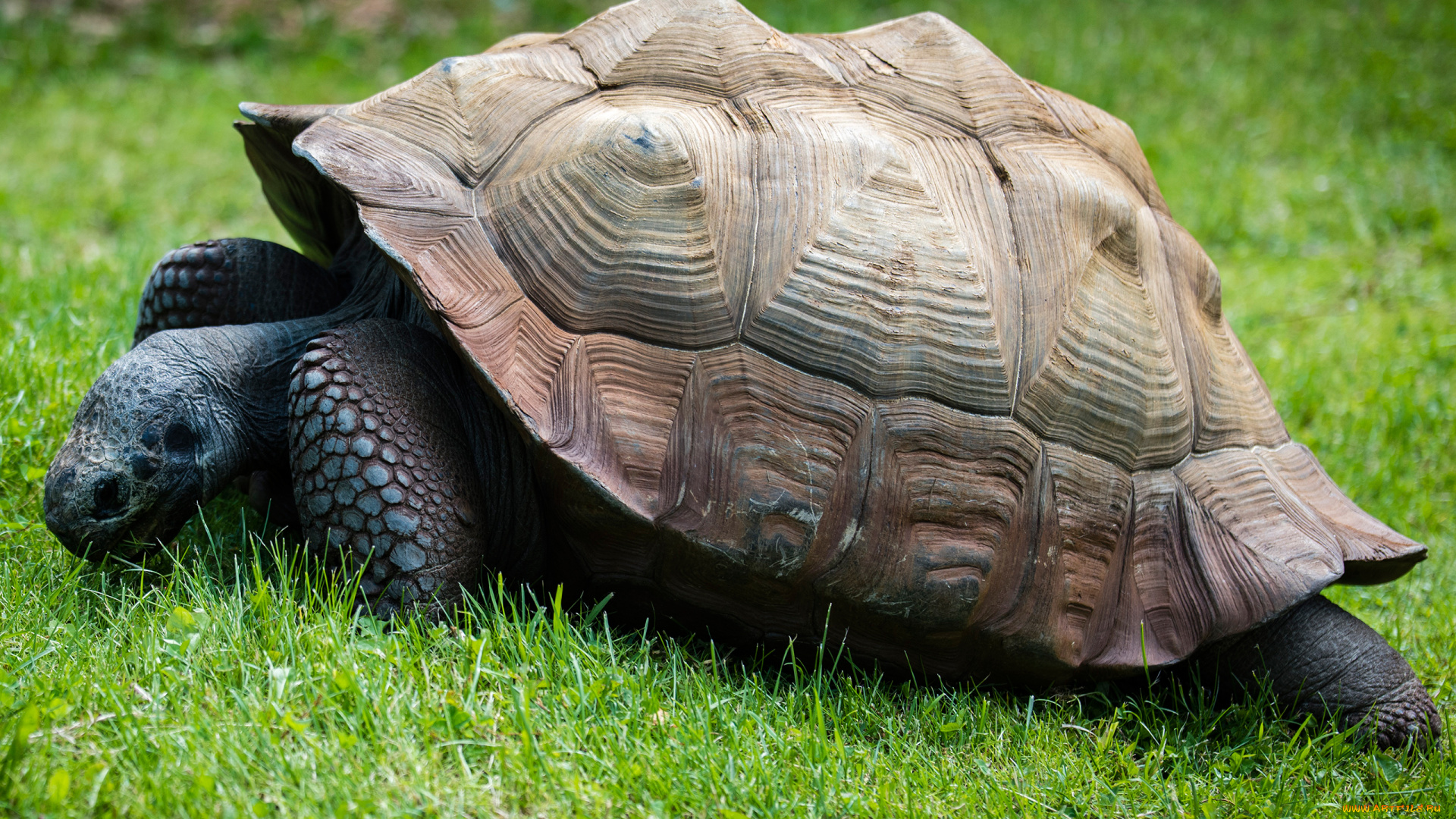 животные, Черепахи, пресмыкающиеся, Черепаха, ползёт, панцирь, хордовые