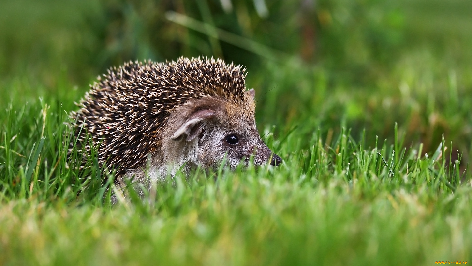 животные, ежи, ежик, фон, травка