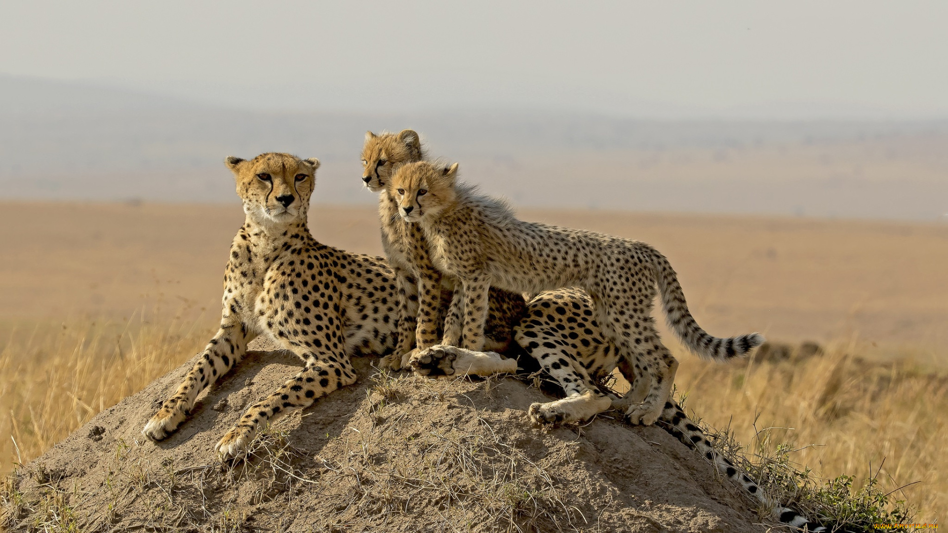 животные, гепарды, хищник