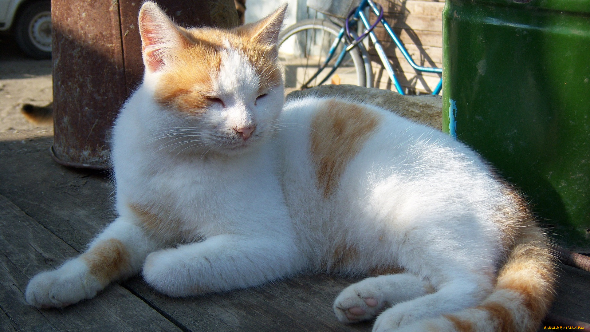 животные, коты, кот