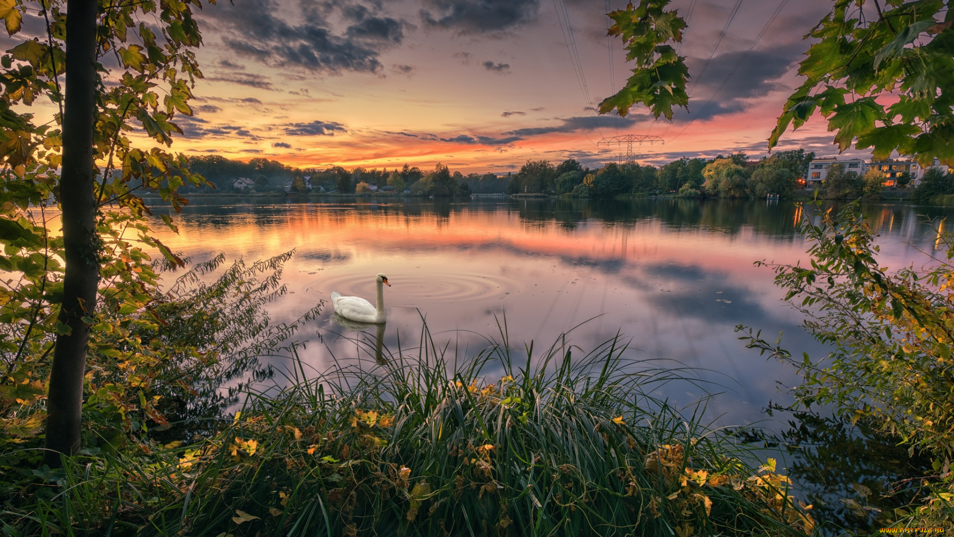 животные, лебеди, лебедь, осень, деревья, закат, озеро, парк, птица
