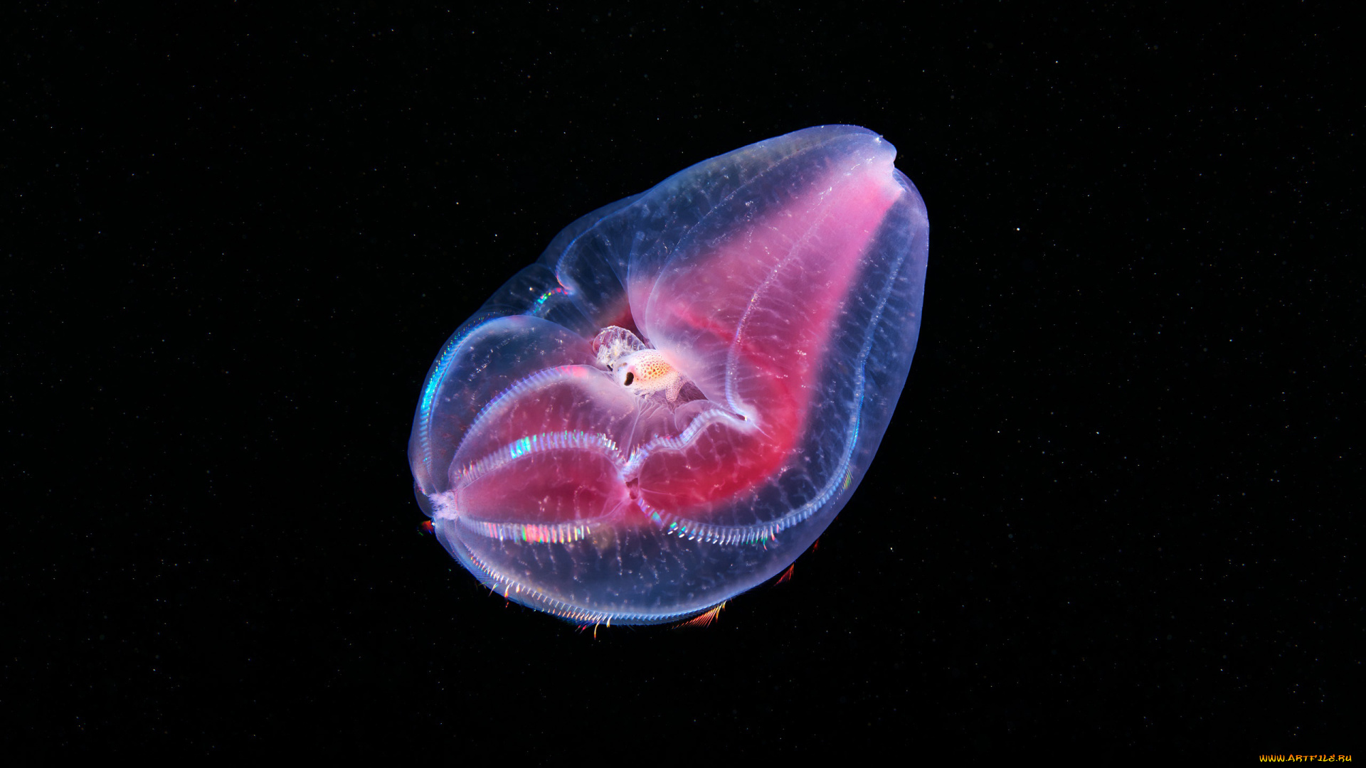 животные, медузы, подводный, мир, вода, океан, море