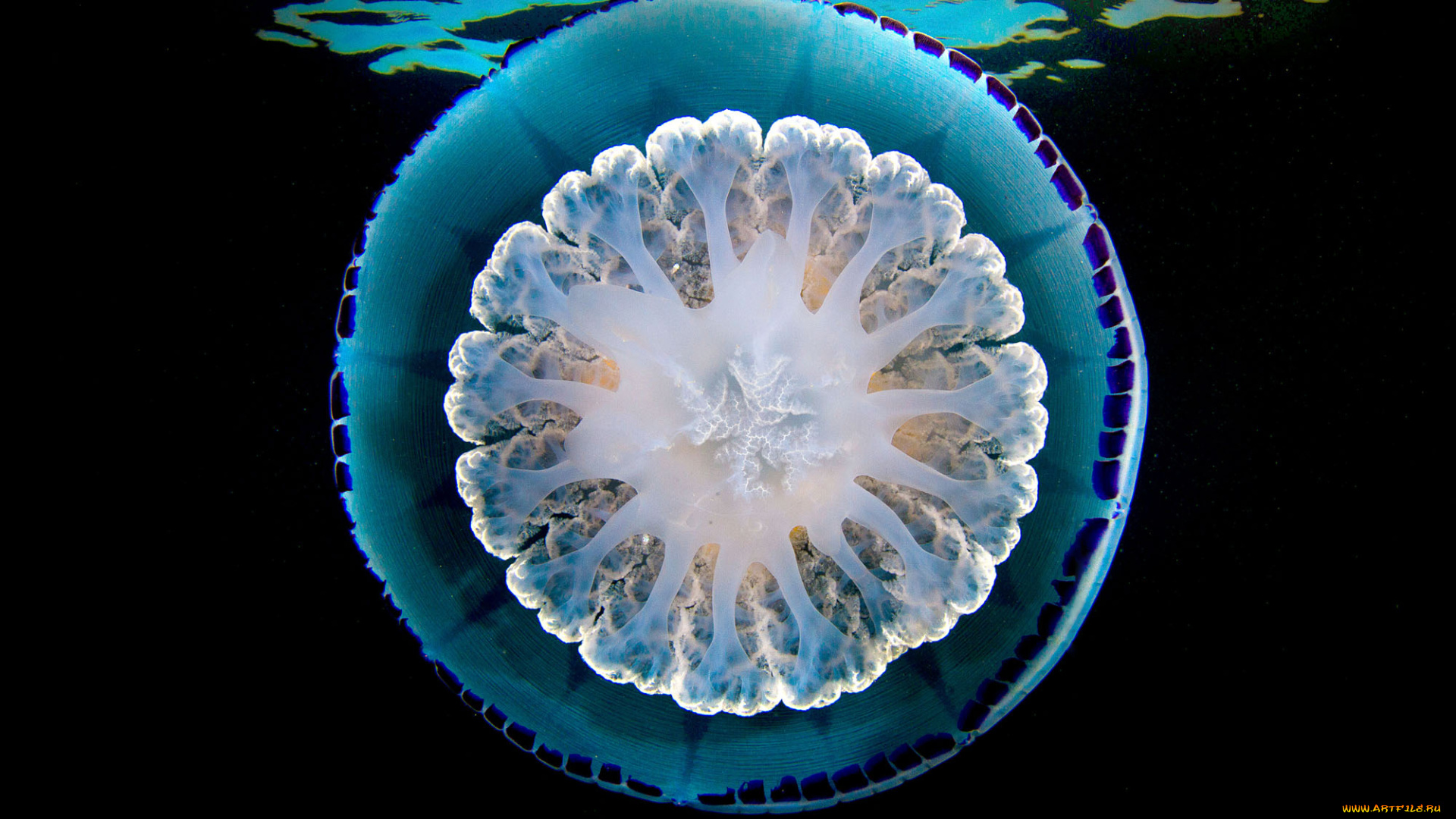 животные, медузы, вода, мир, океан, море, подводный