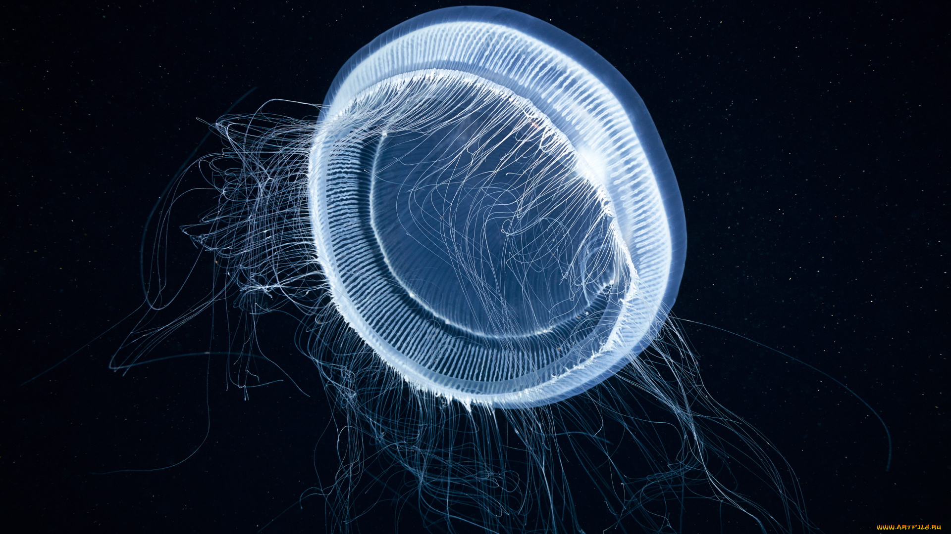 животные, медузы, вода, мир, подводный, море, океан